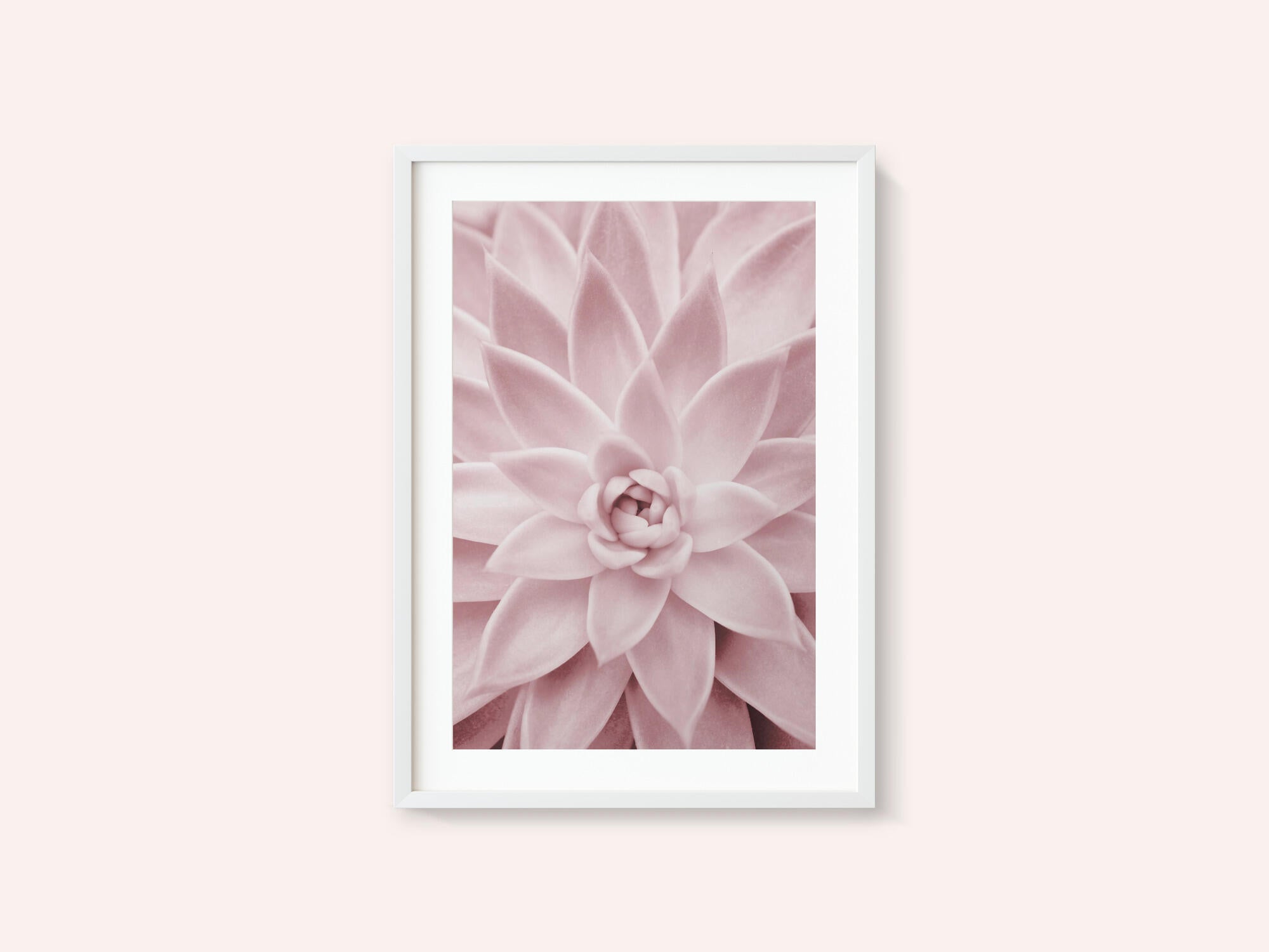 Pink Succulent