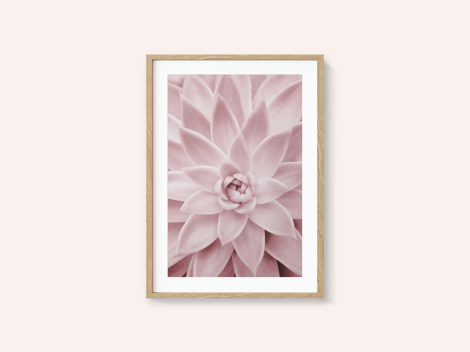 Pink Succulent