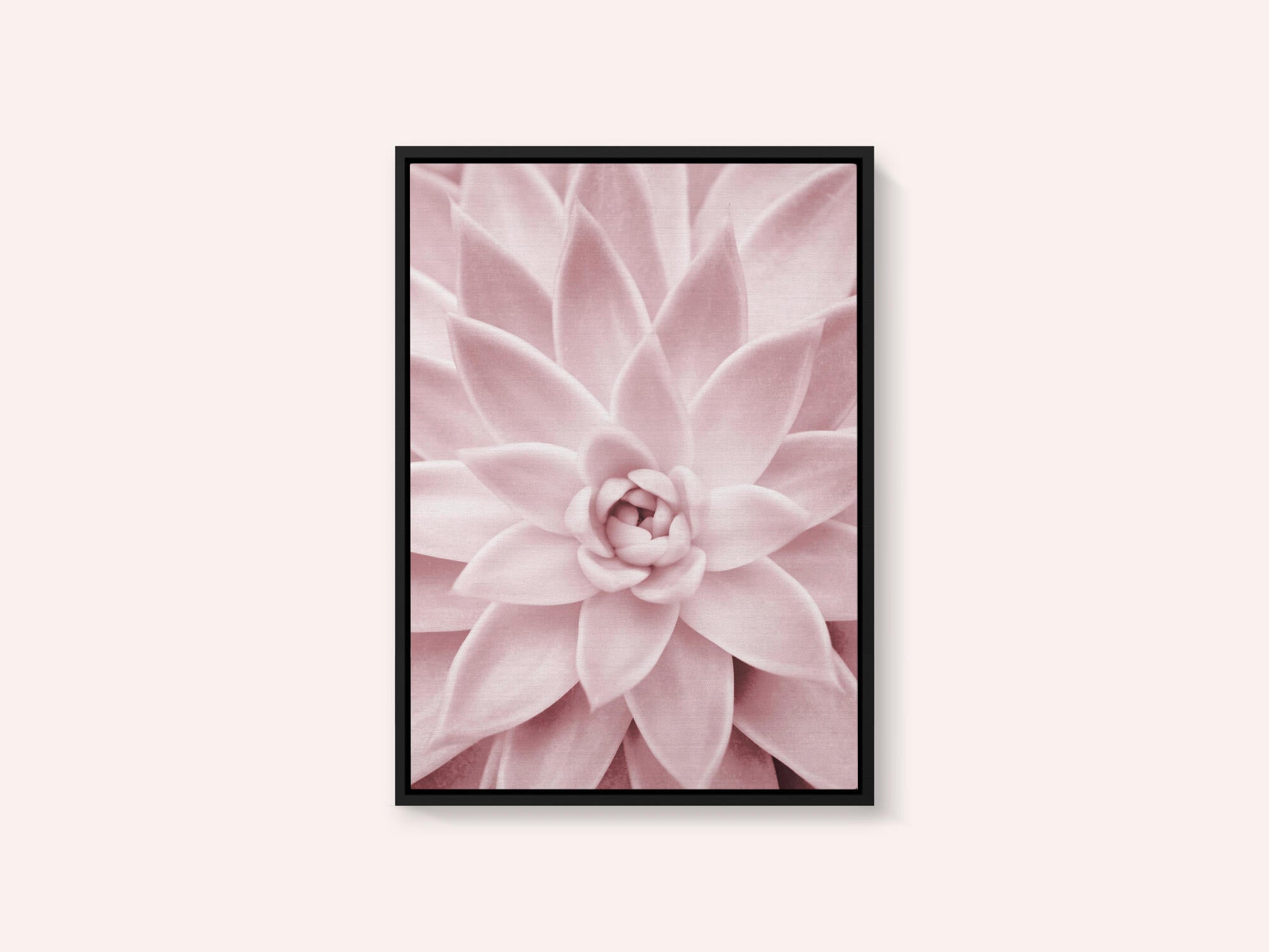 Pink Succulent