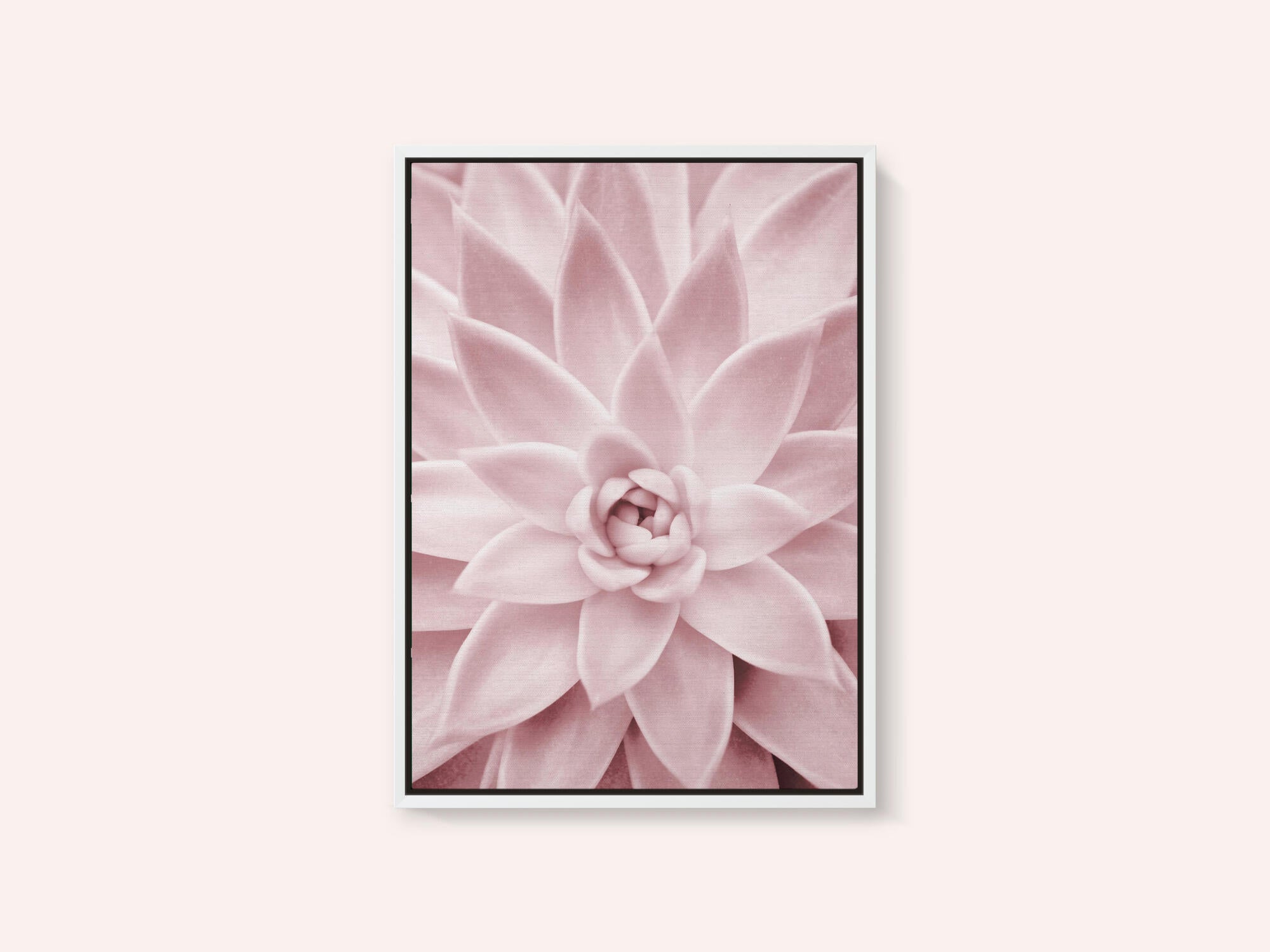 Pink Succulent