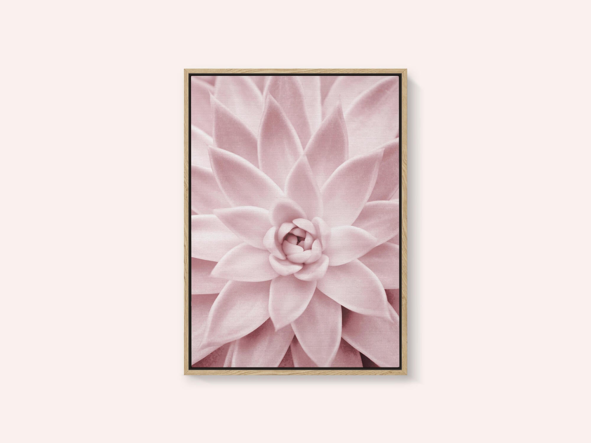 Pink Succulent