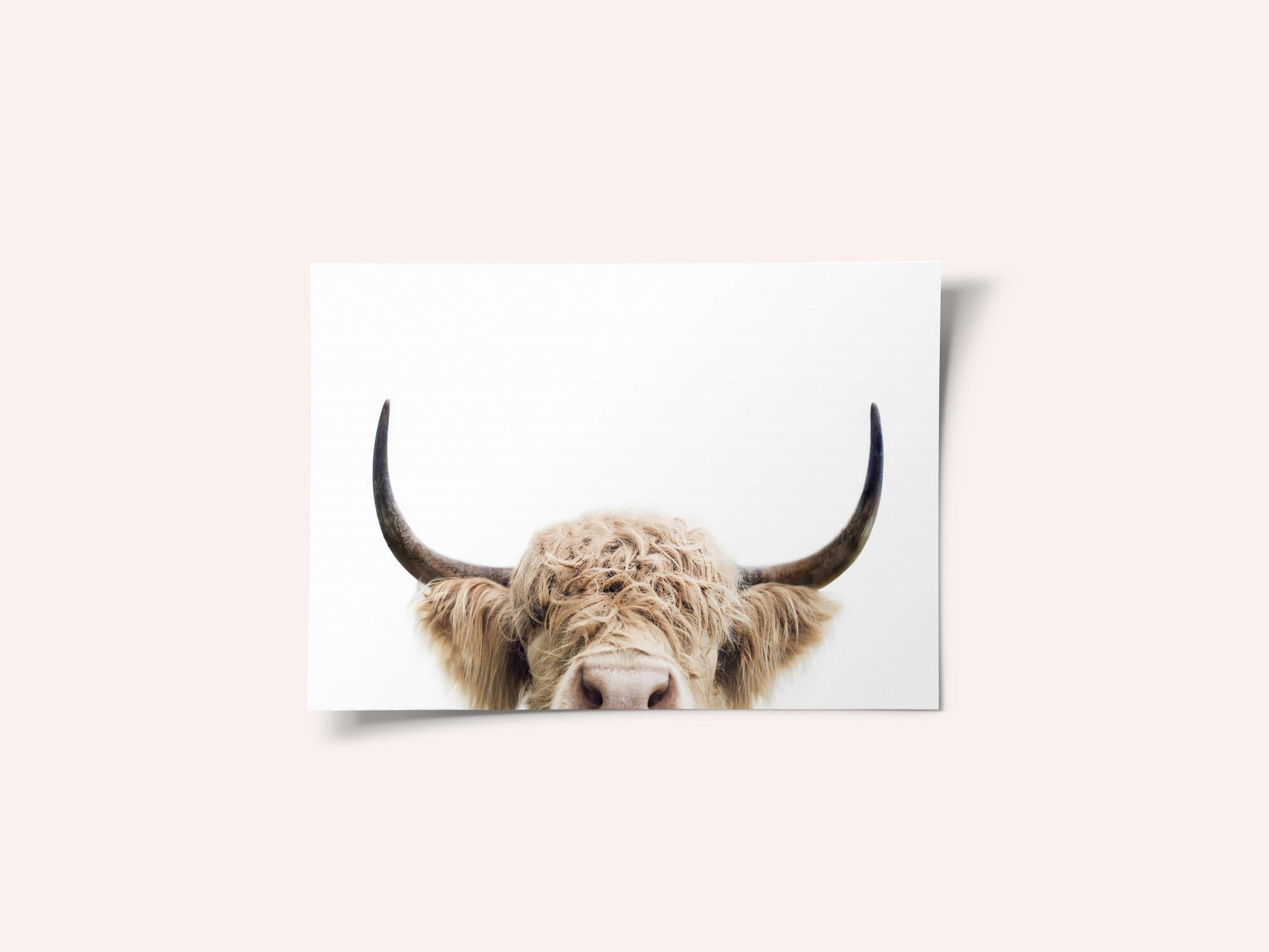 Peeking Cow