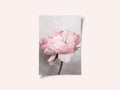 Peony
