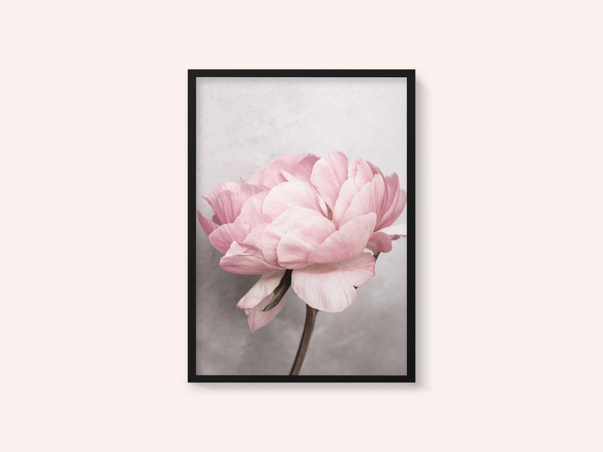 Peony