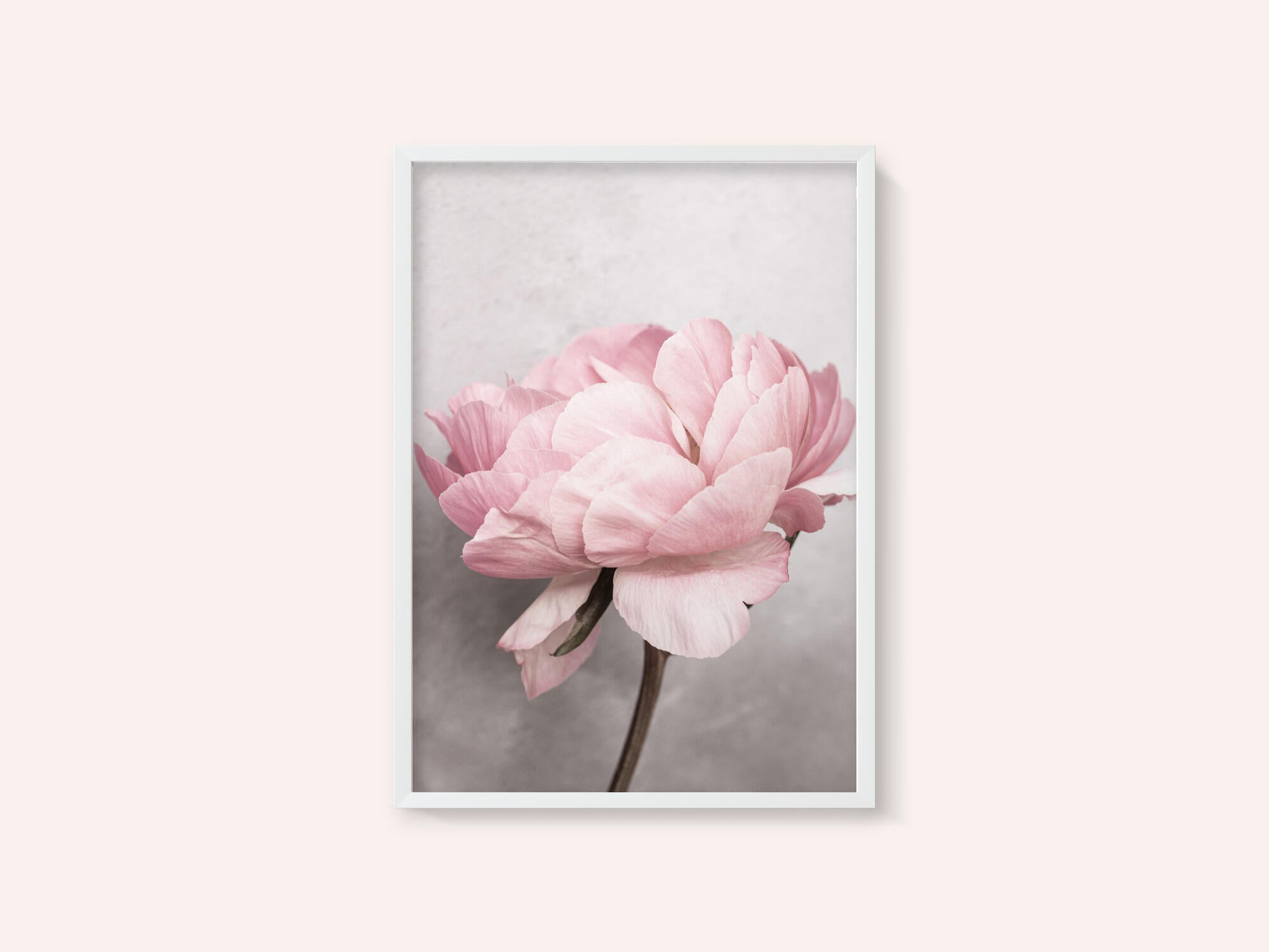 Peony
