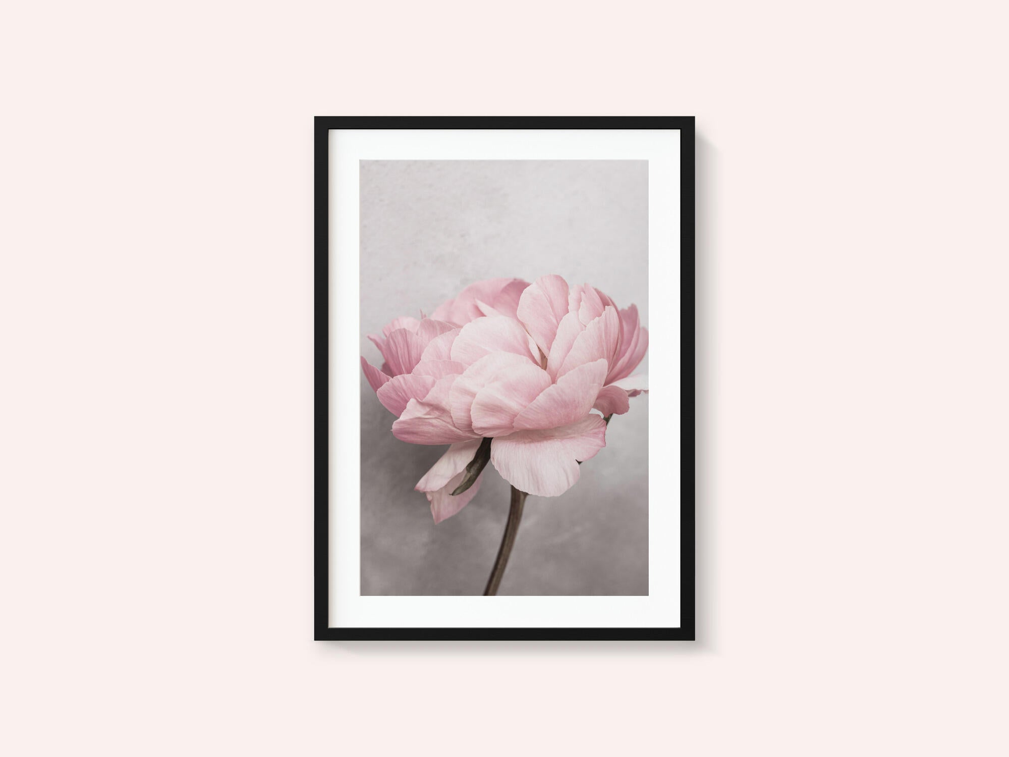 Peony