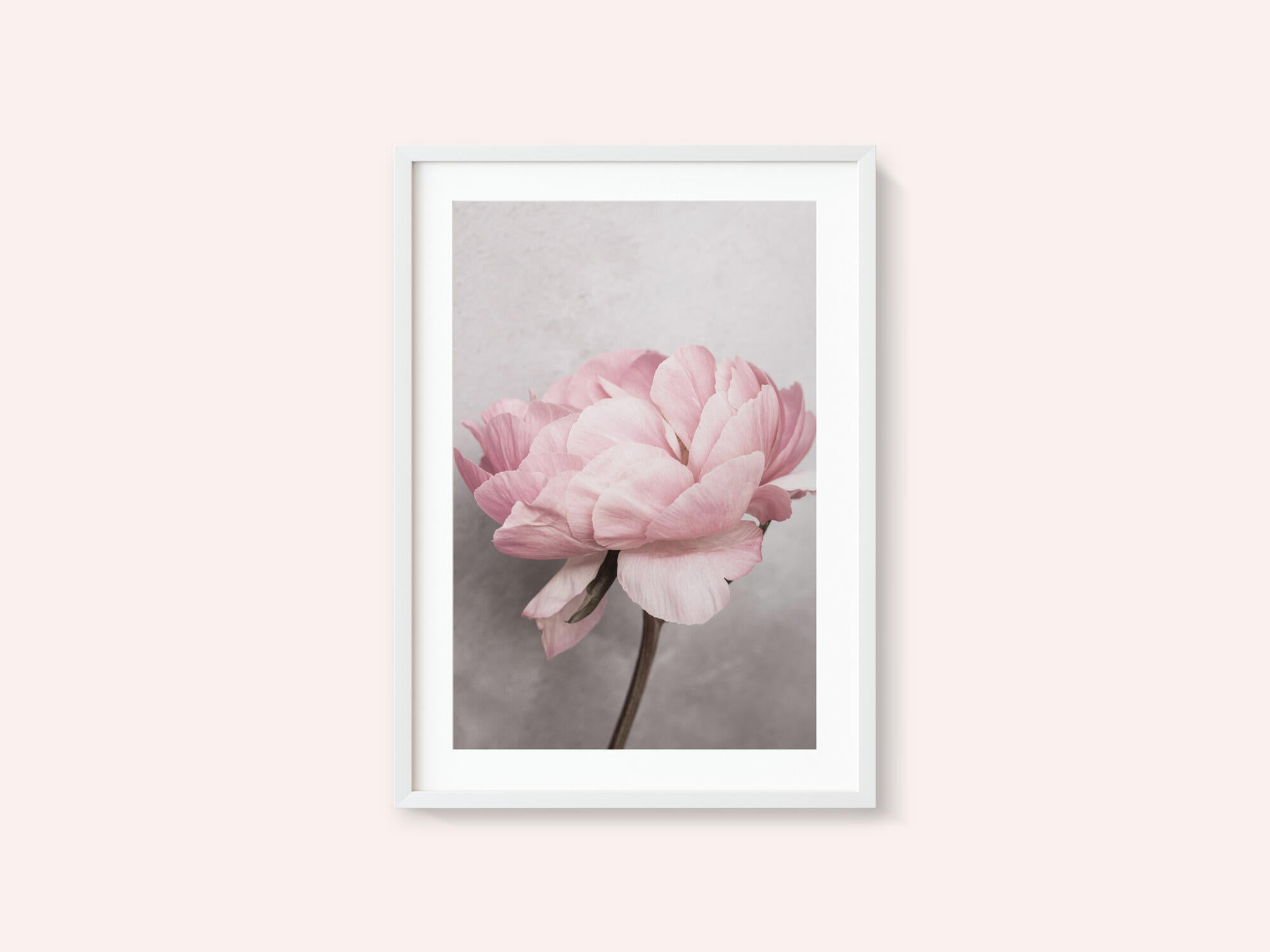Peony