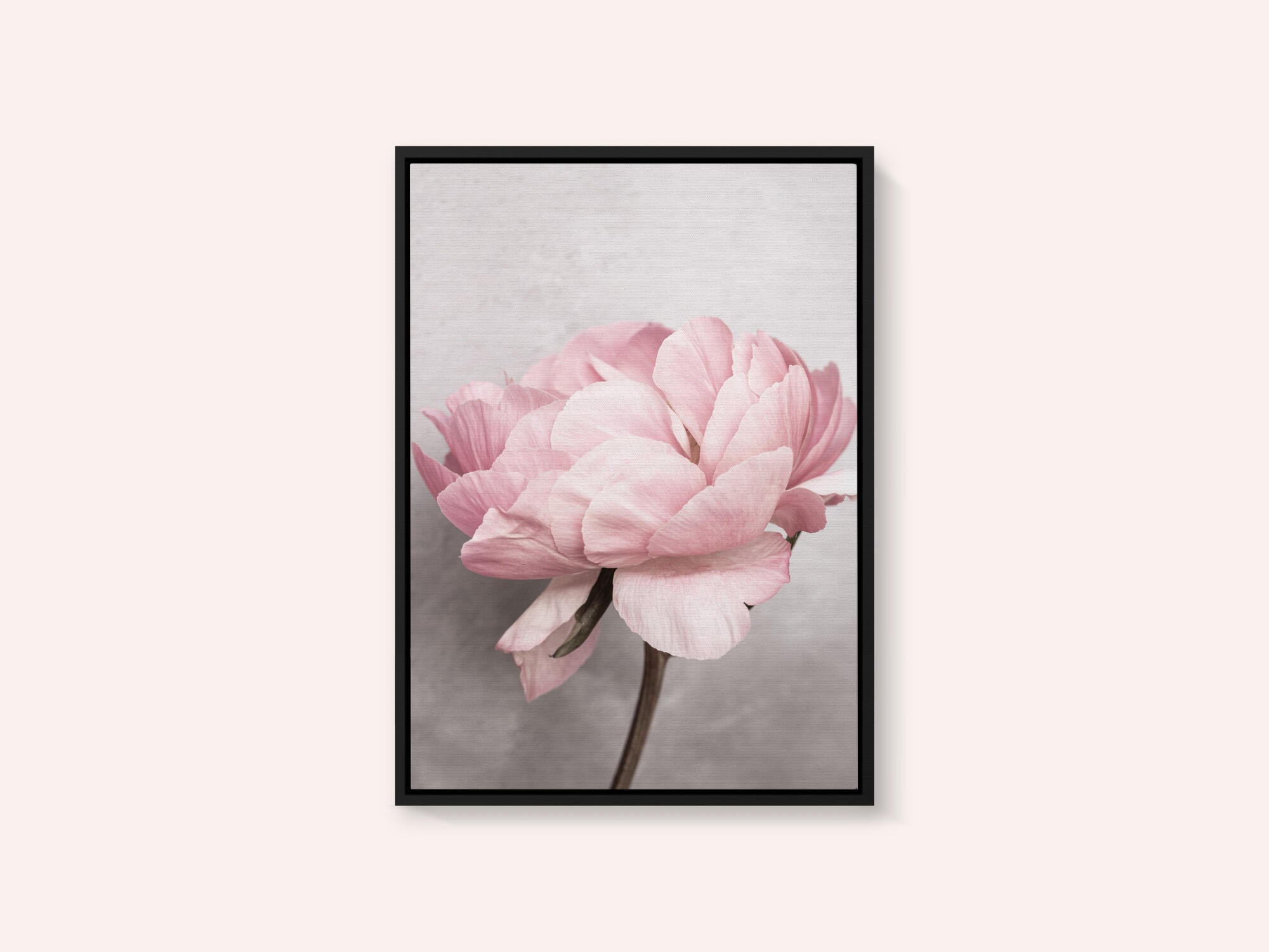 Peony