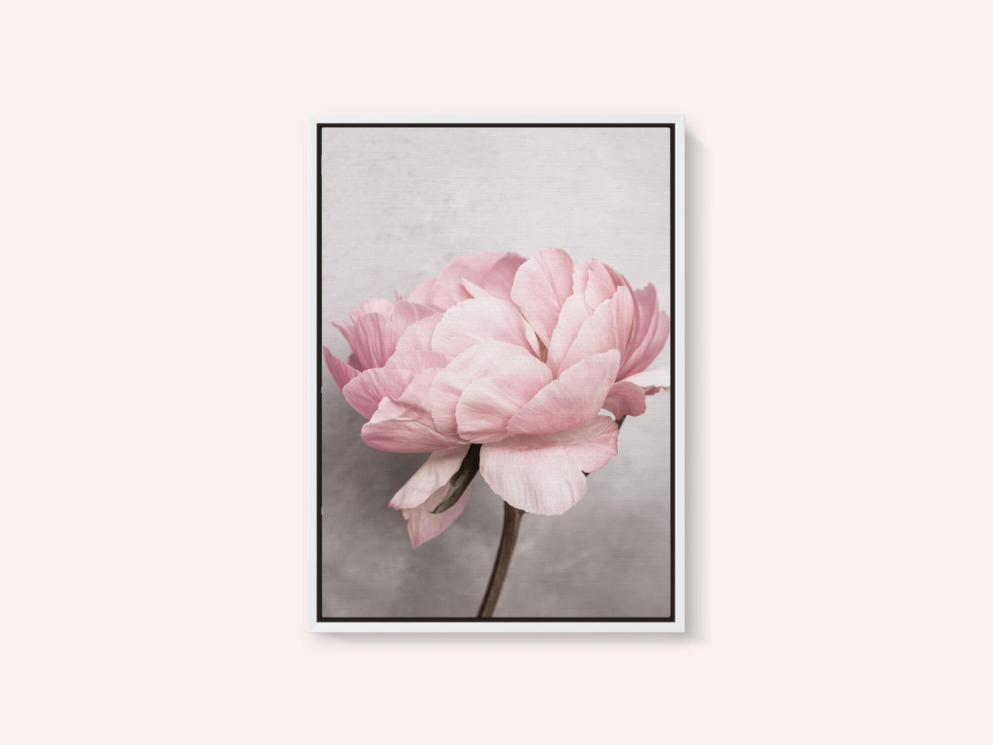 Peony
