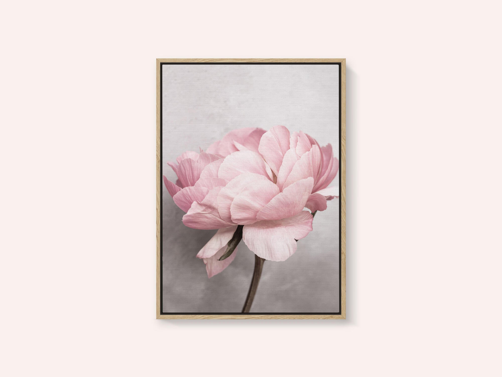 Peony