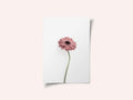Pink Gerbera