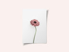 Pink Gerbera