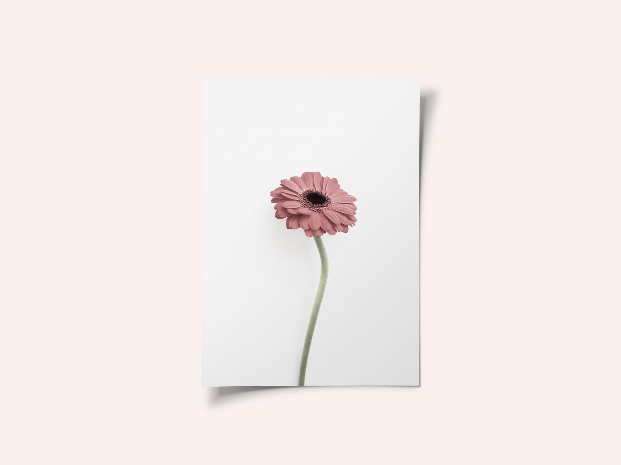 Pink Gerbera