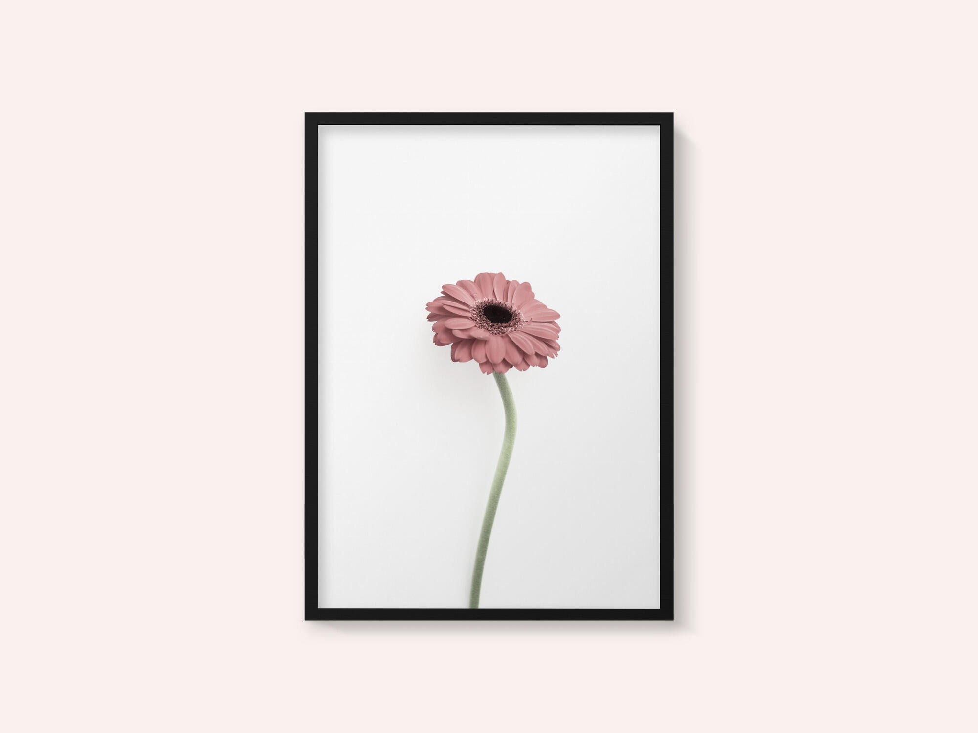 Pink Gerbera