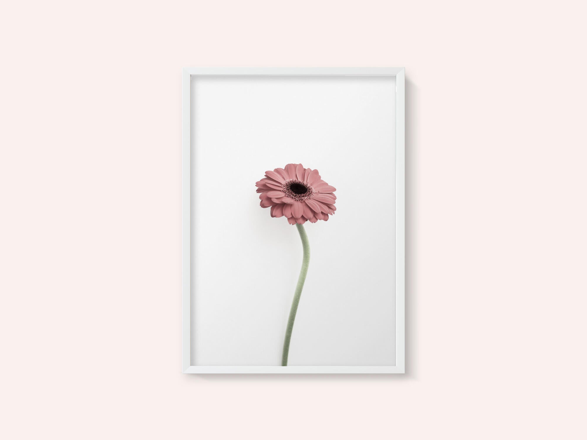 Pink Gerbera