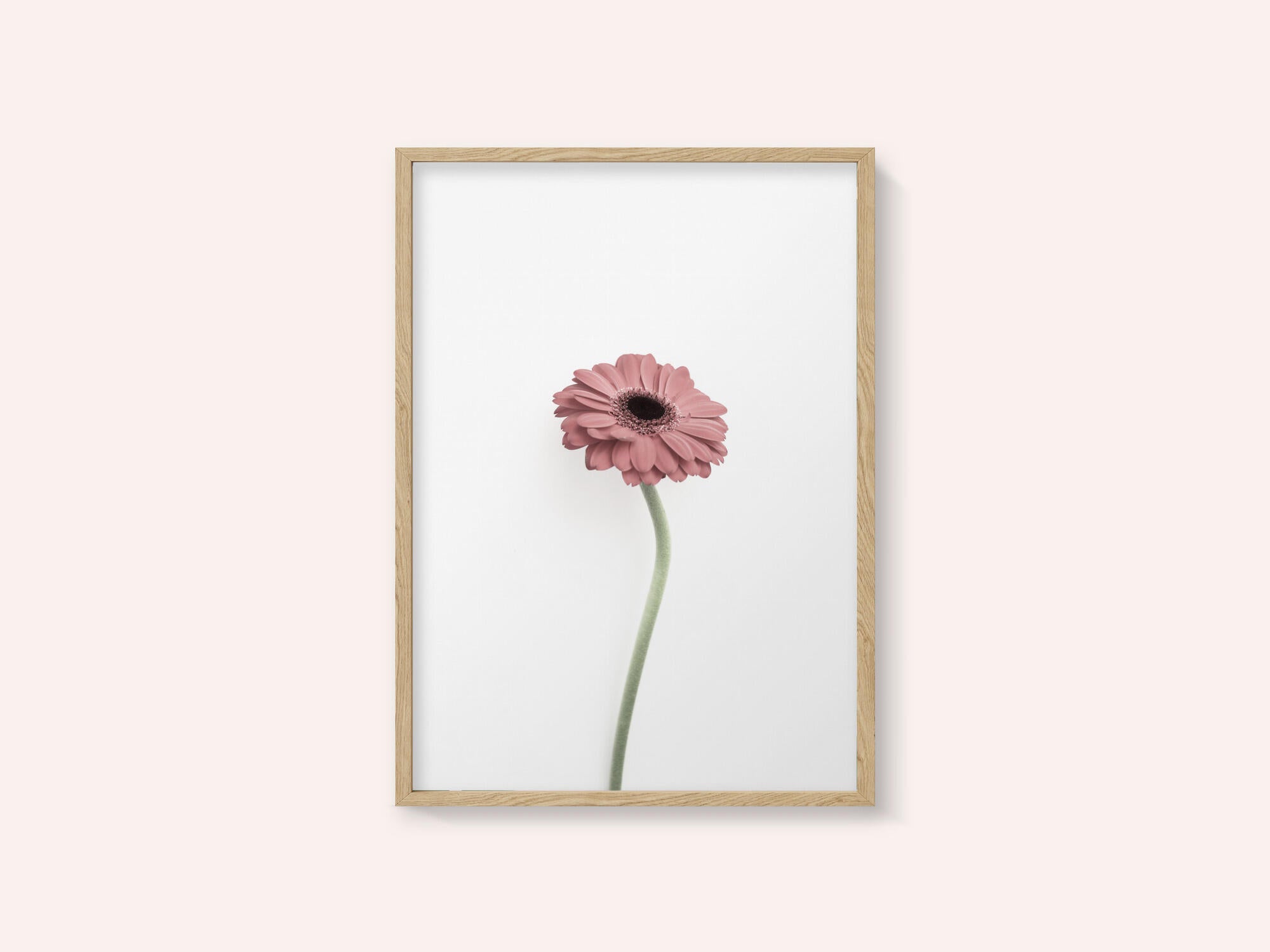 Pink Gerbera