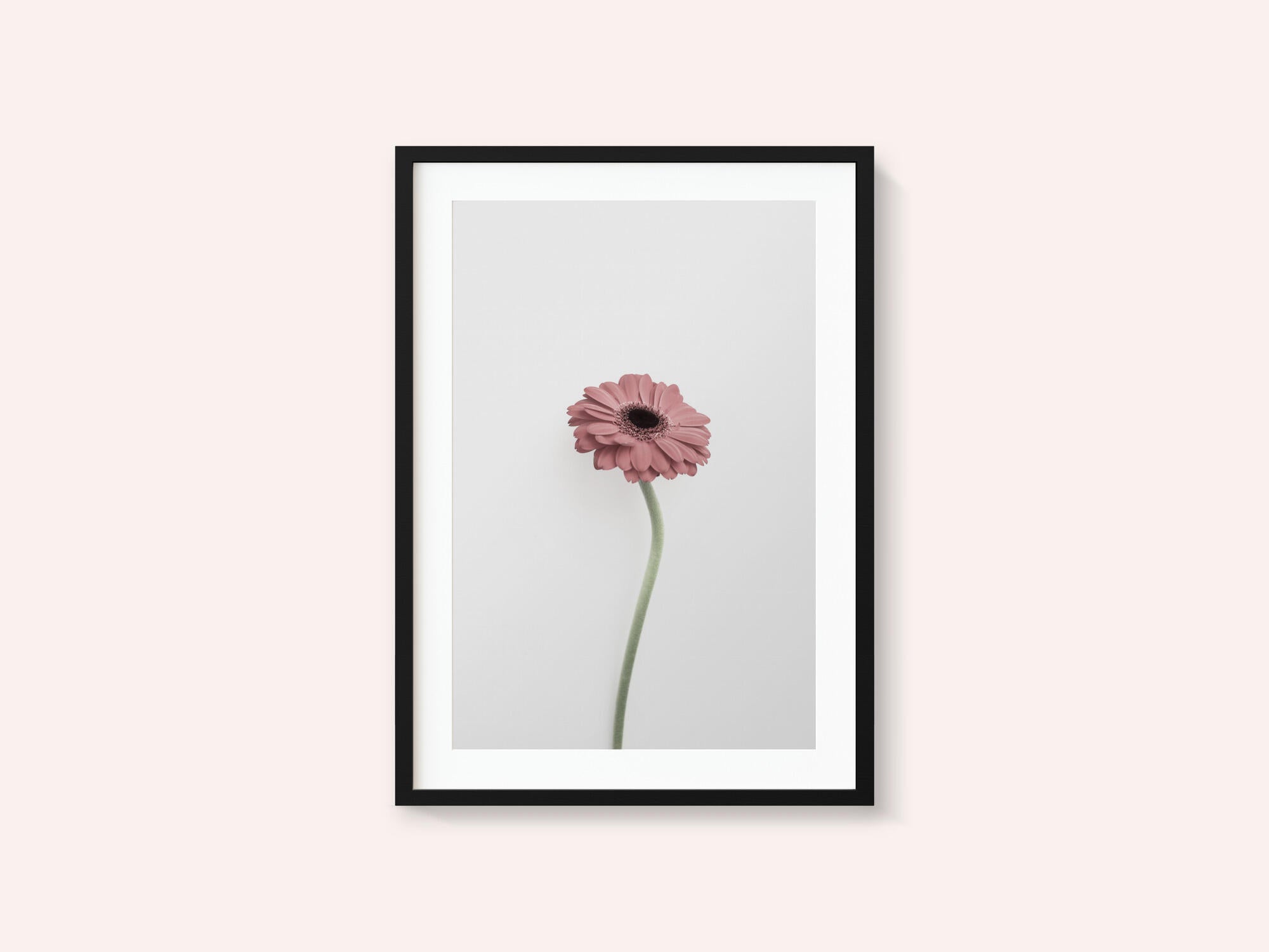 Pink Gerbera