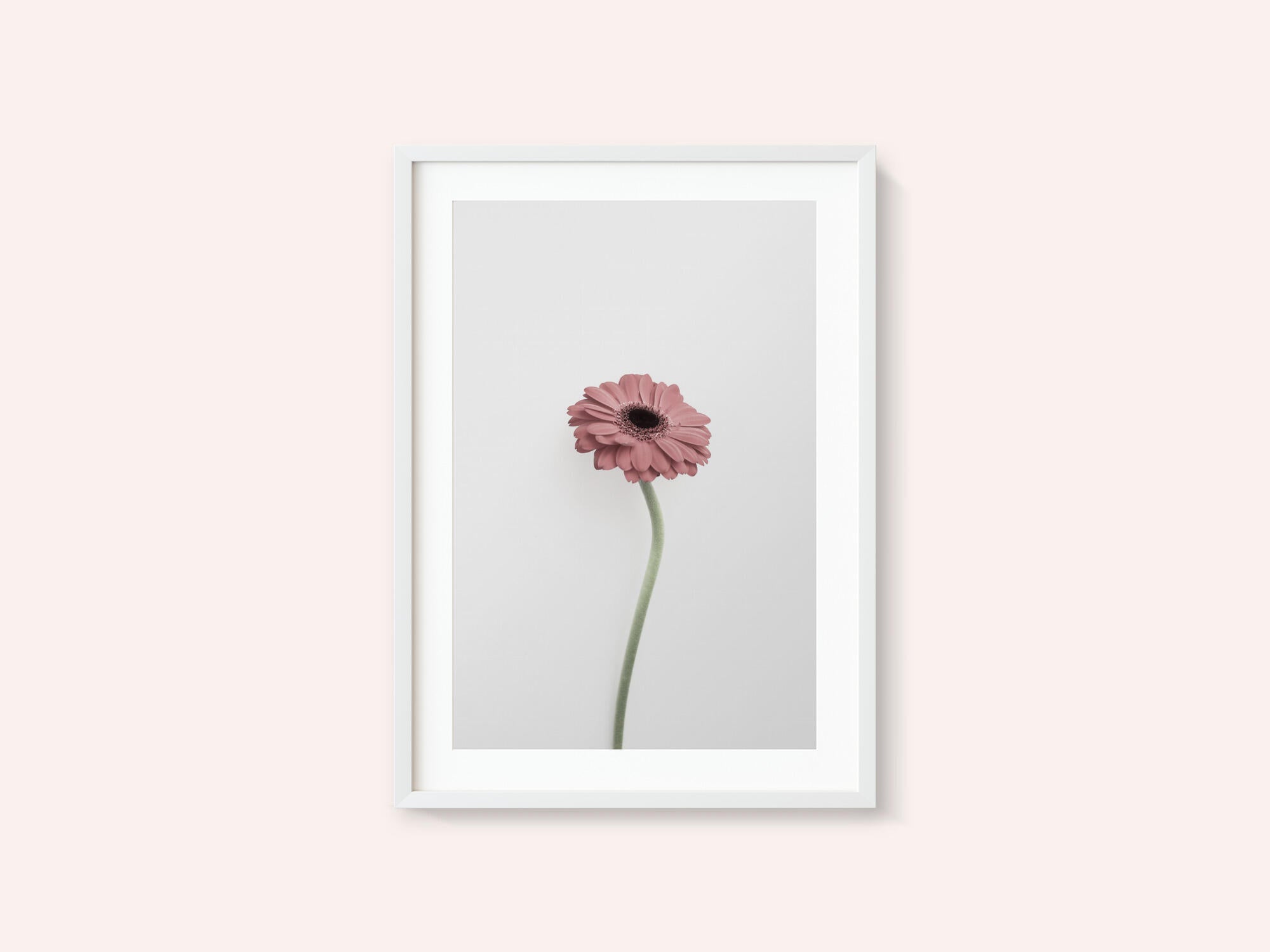 Pink Gerbera