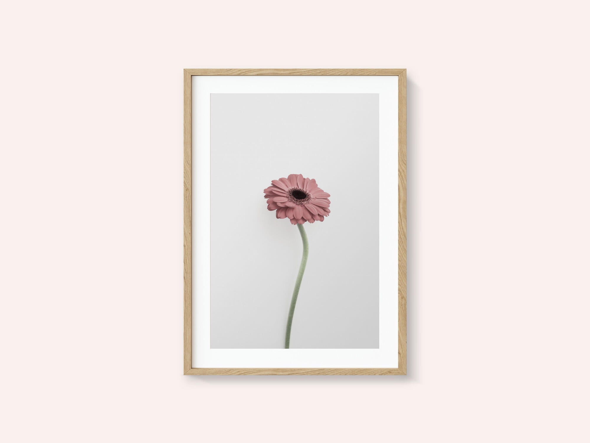 Pink Gerbera