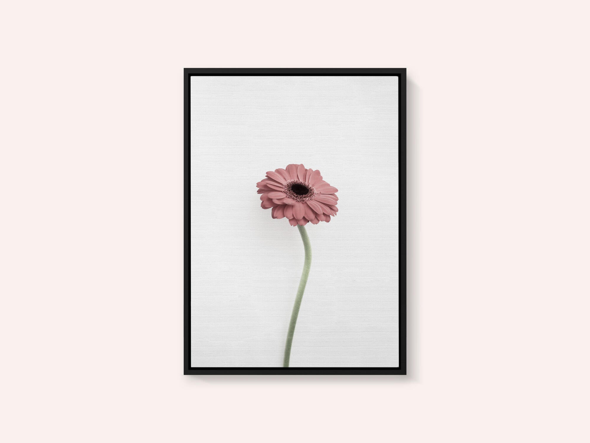 Pink Gerbera