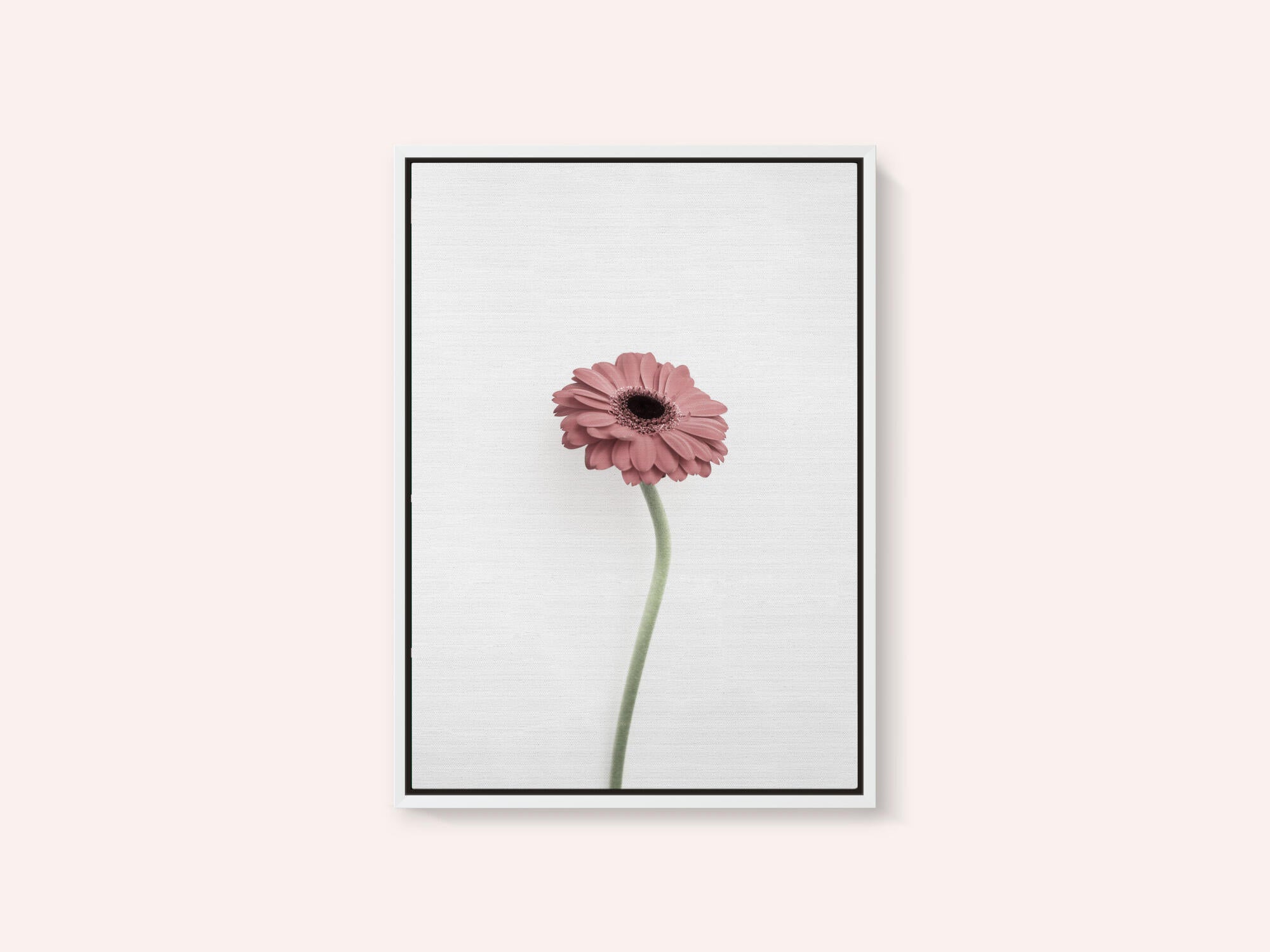 Pink Gerbera
