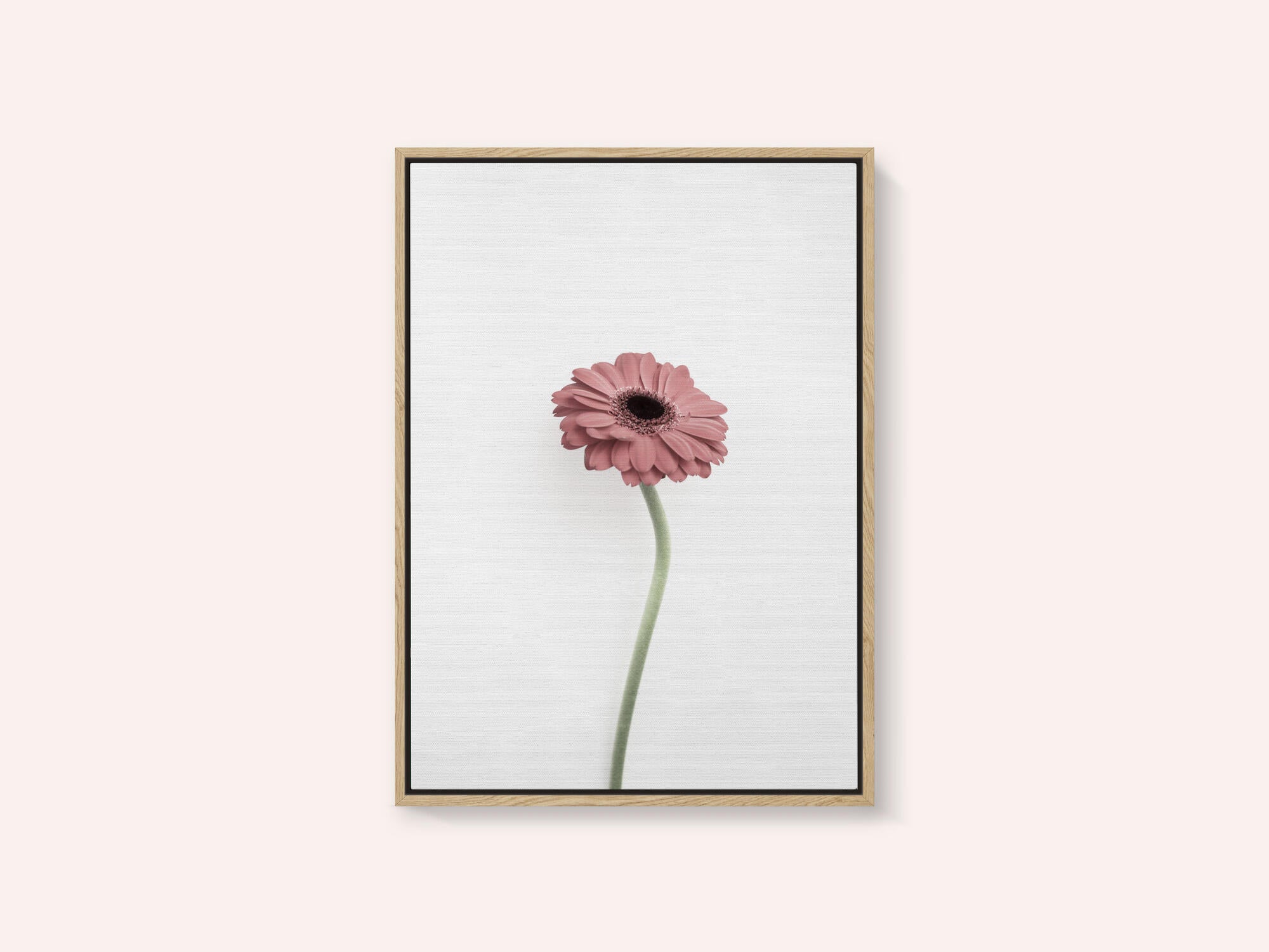 Pink Gerbera