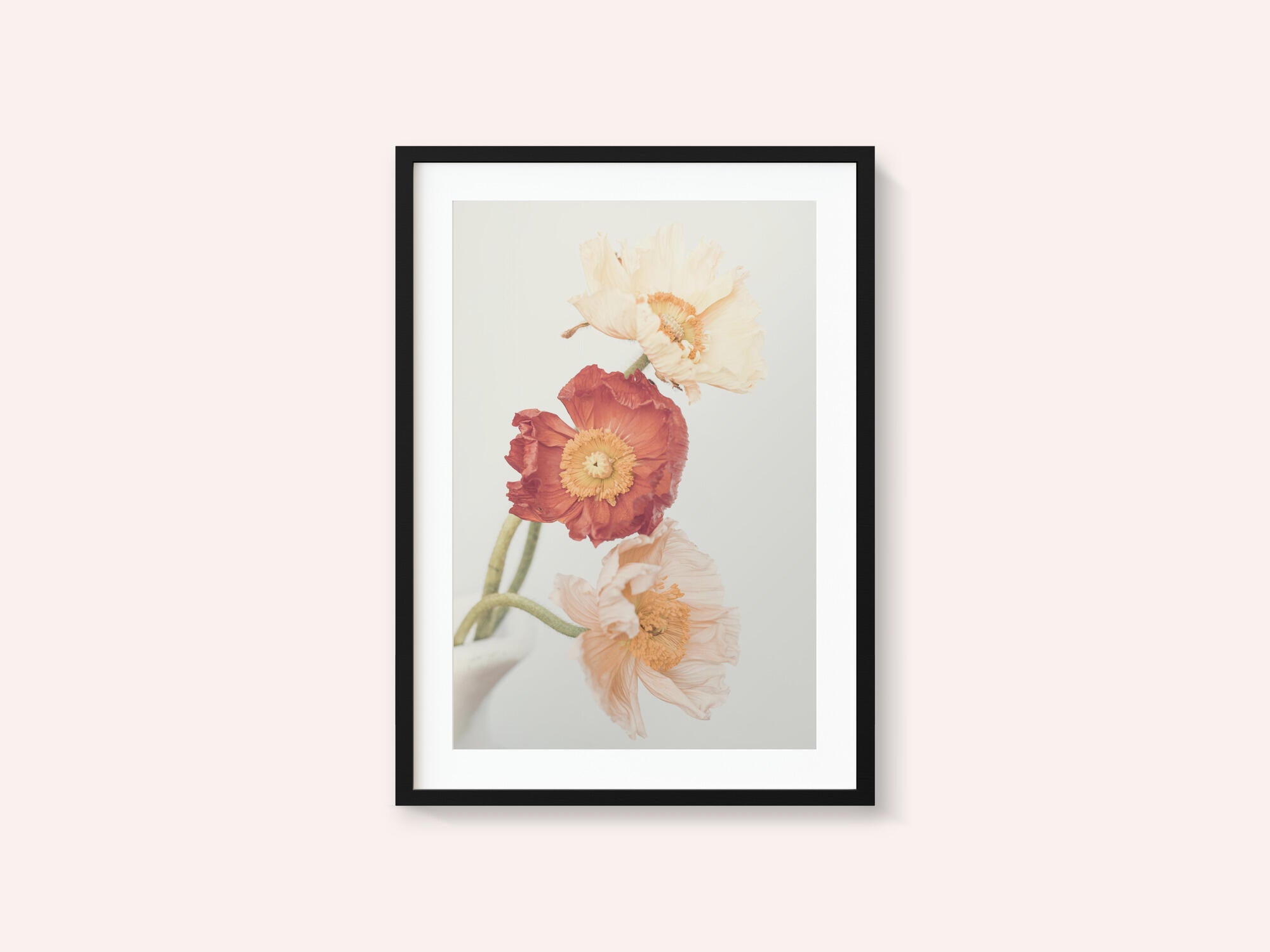 Poppies