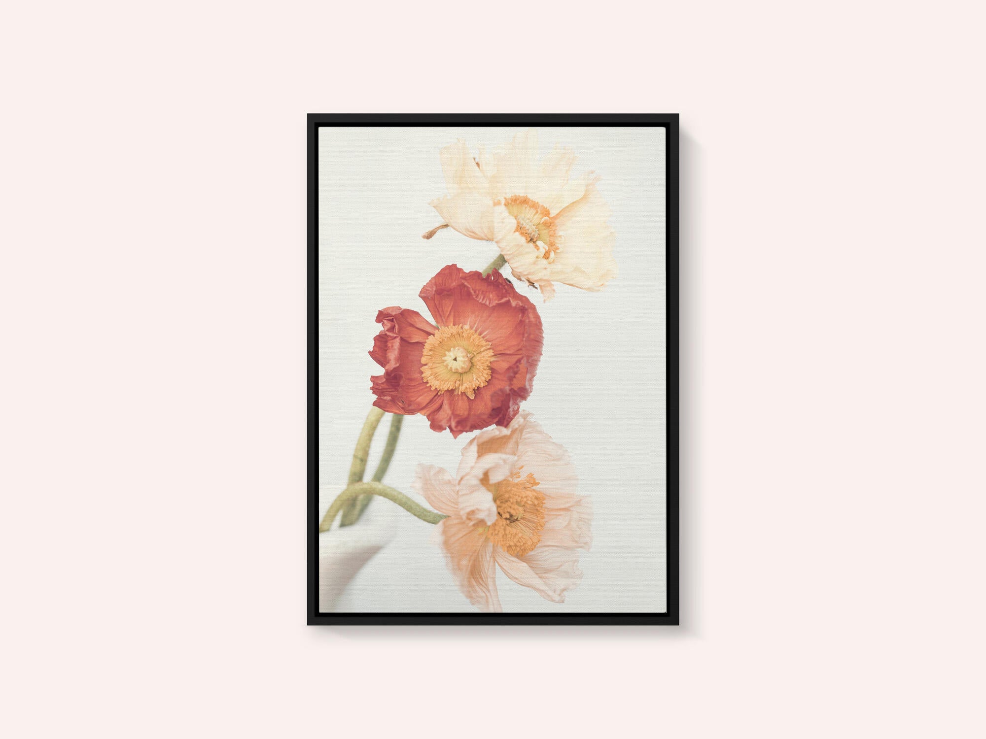 Poppies