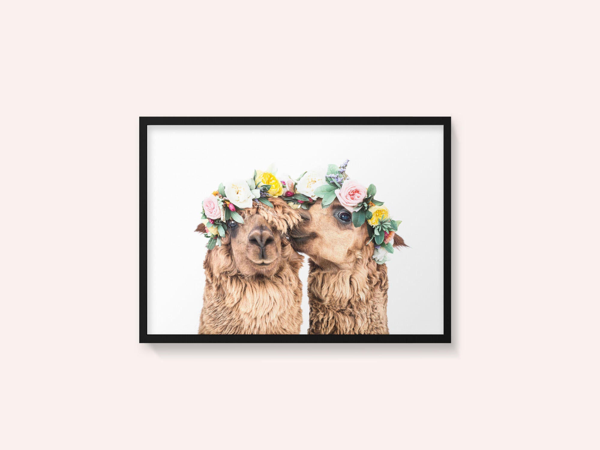 Boho Alpacas