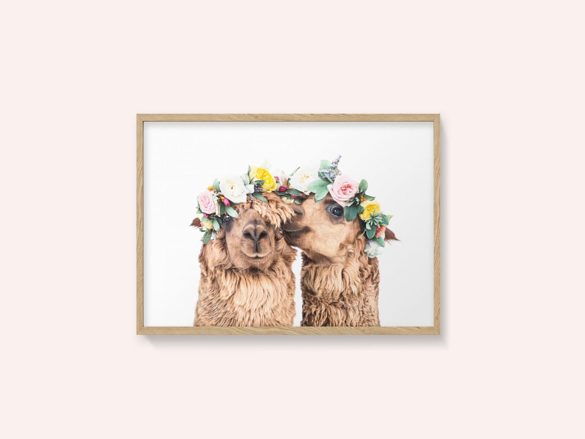 Boho Alpacas