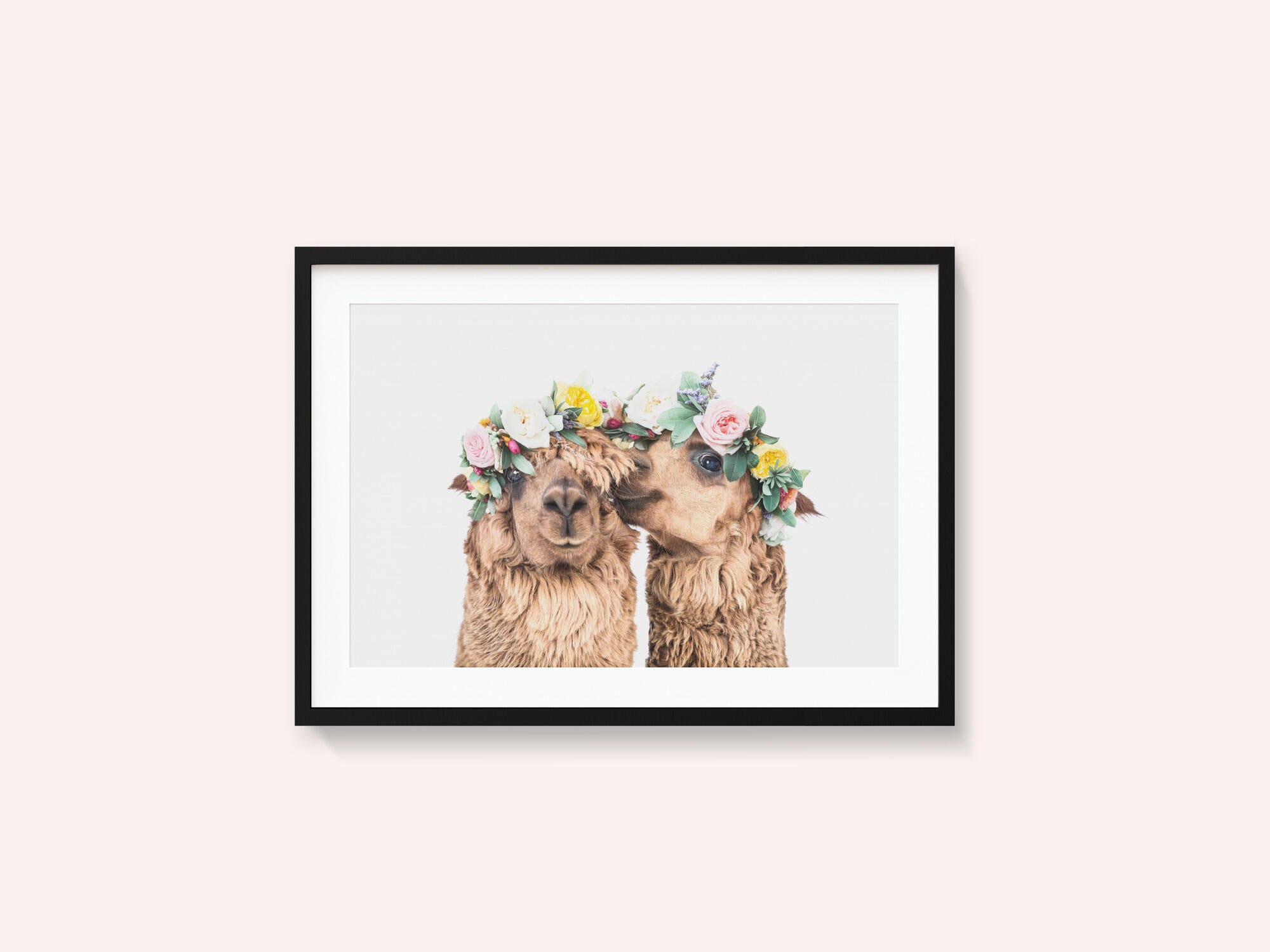 Boho Alpacas