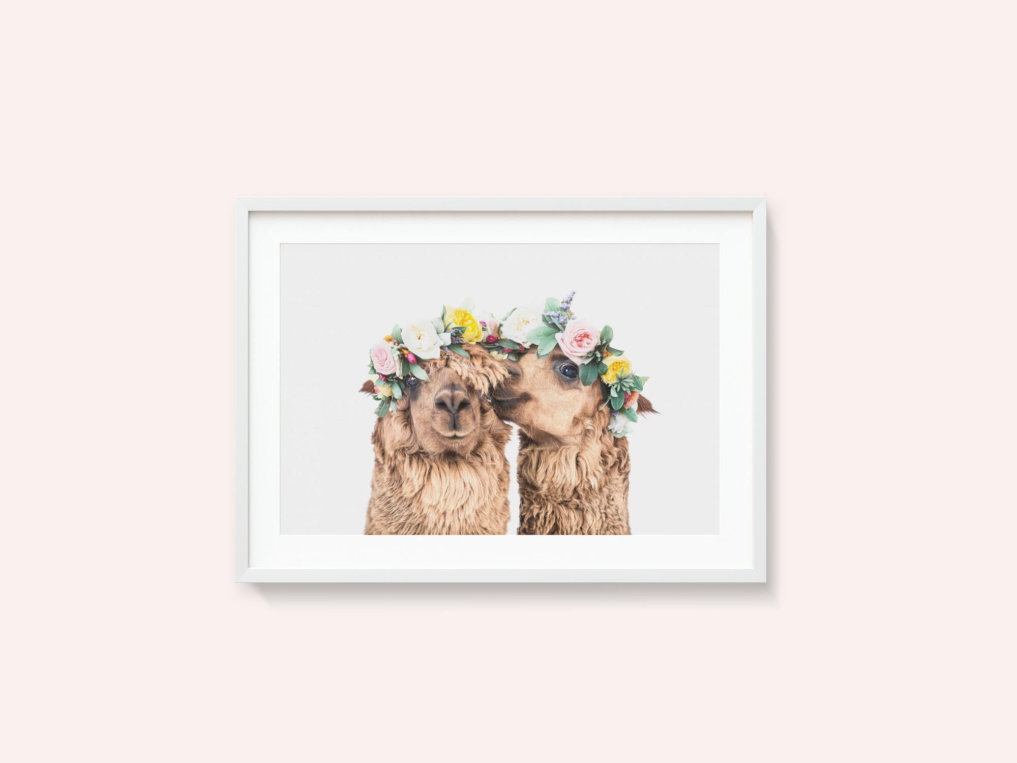 Boho Alpacas