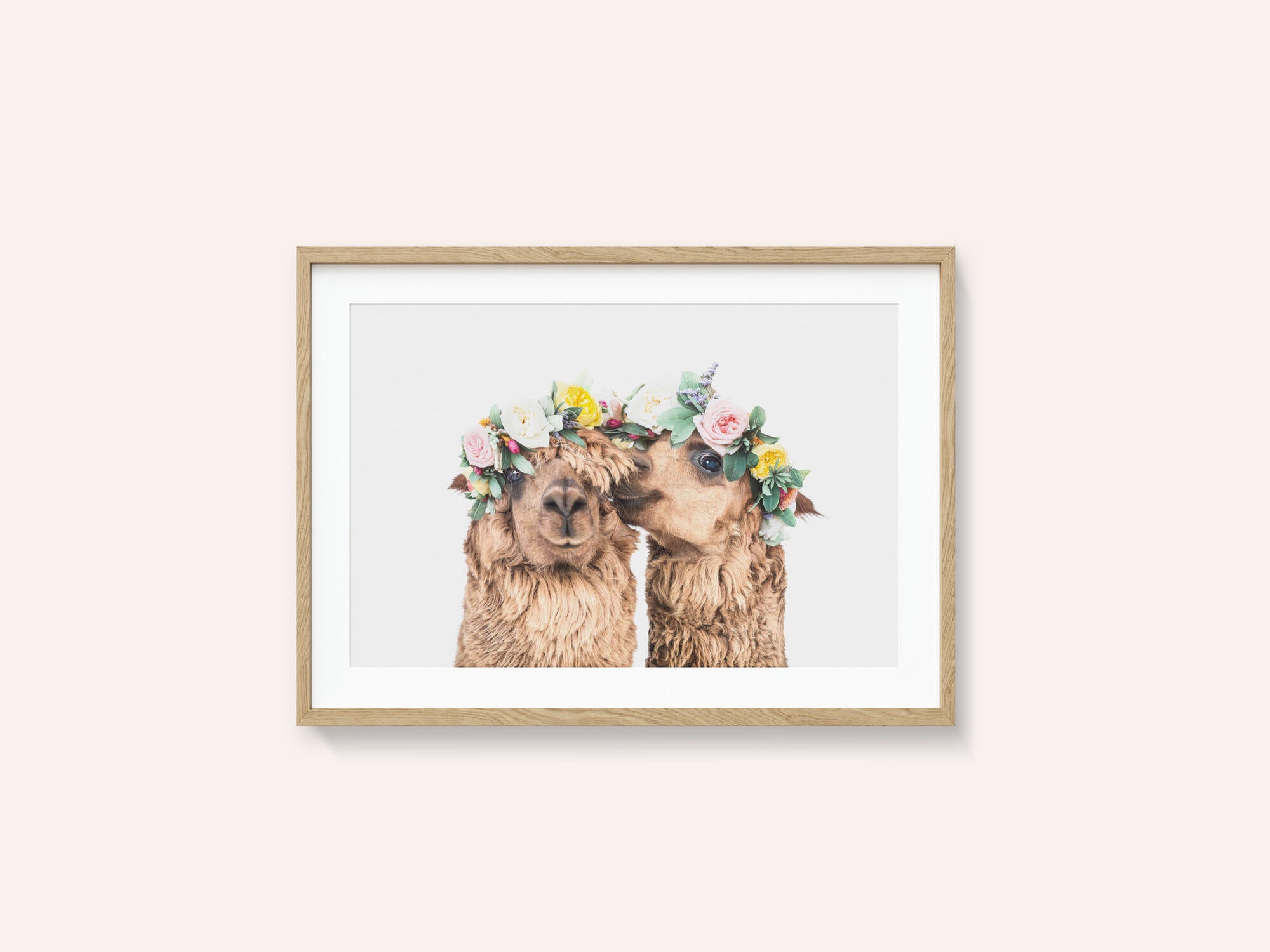 Boho Alpacas