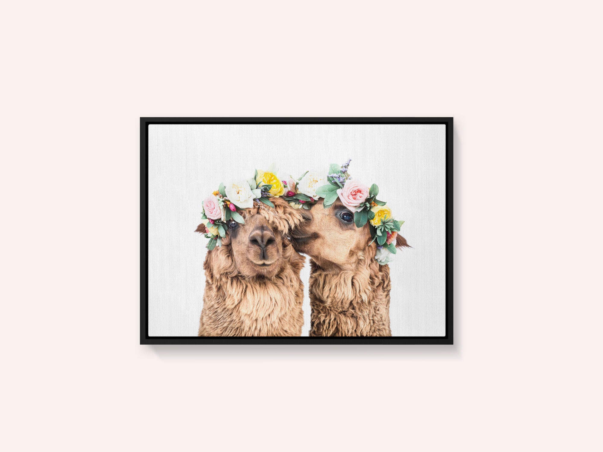 Boho Alpacas