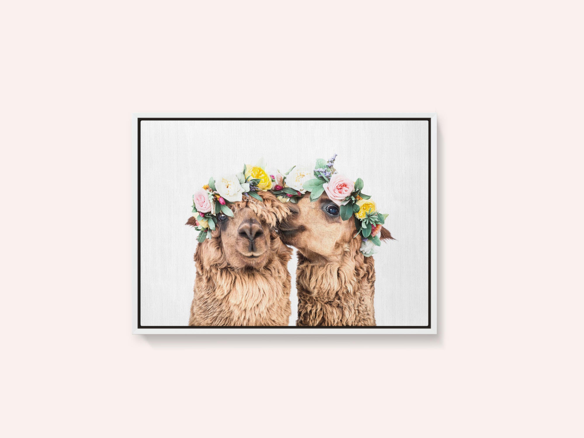 Boho Alpacas