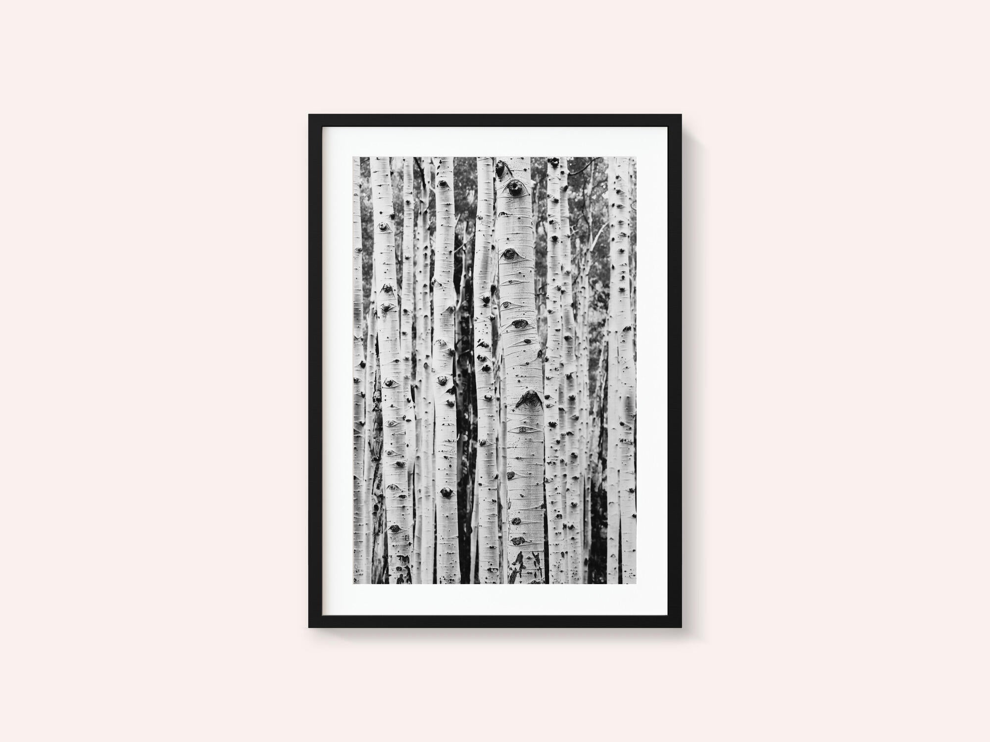 Birches