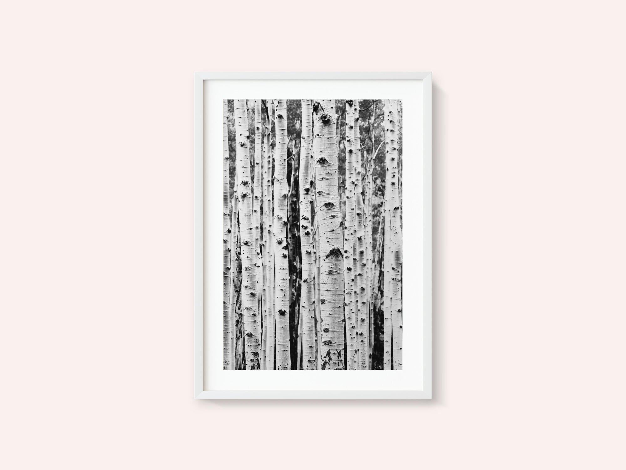 Birches