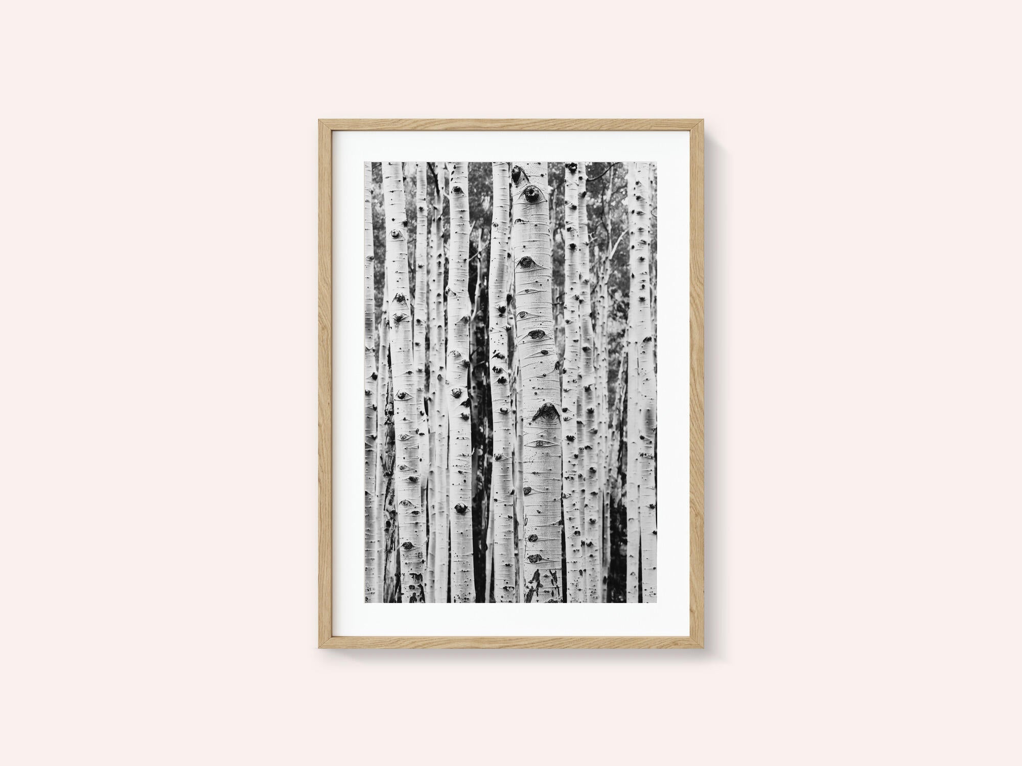 Birches