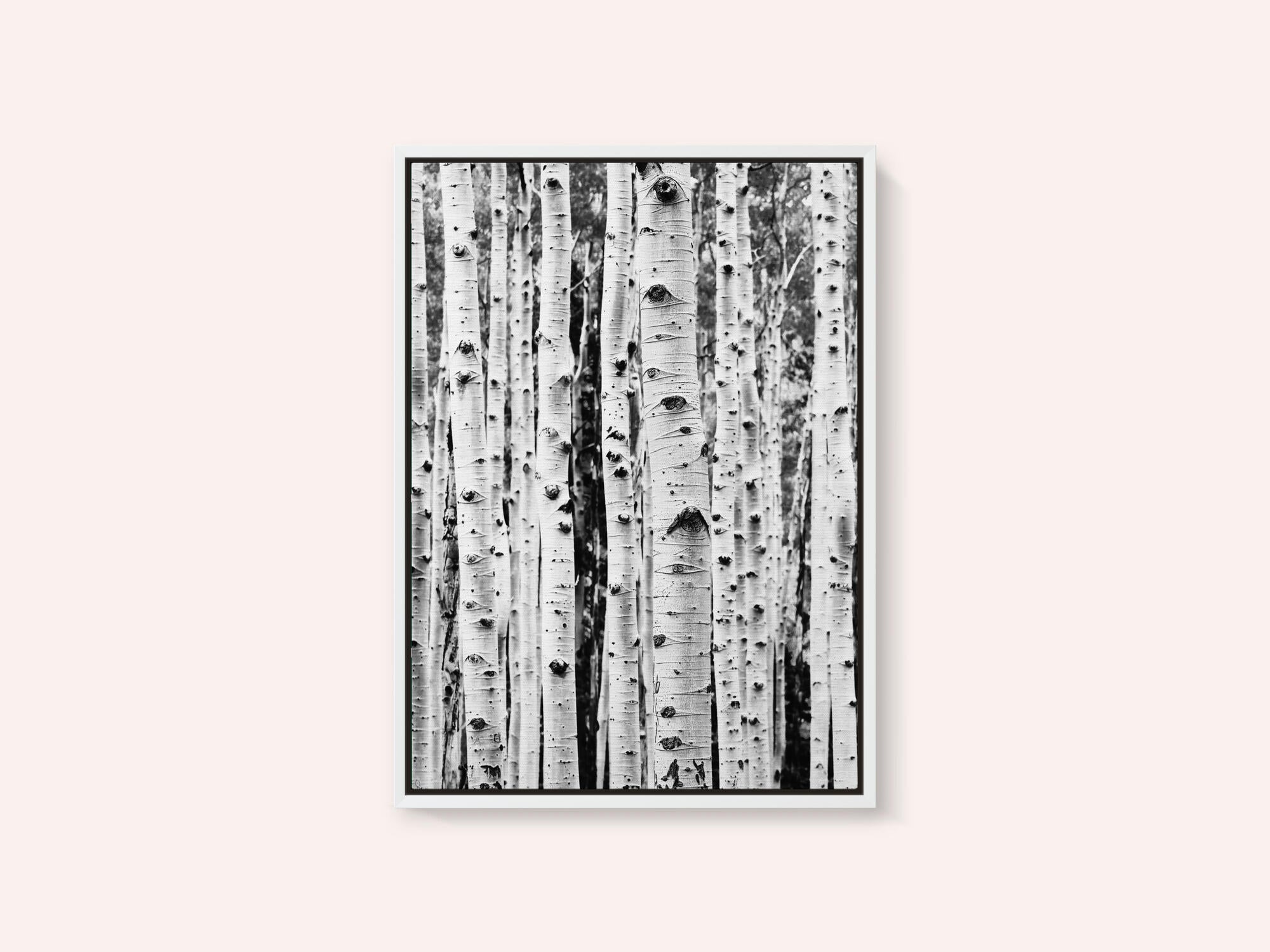 Birches
