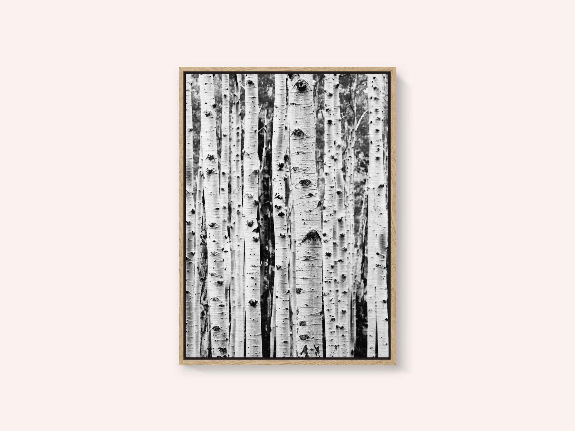 Birches