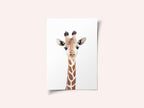 Baby Giraffe
