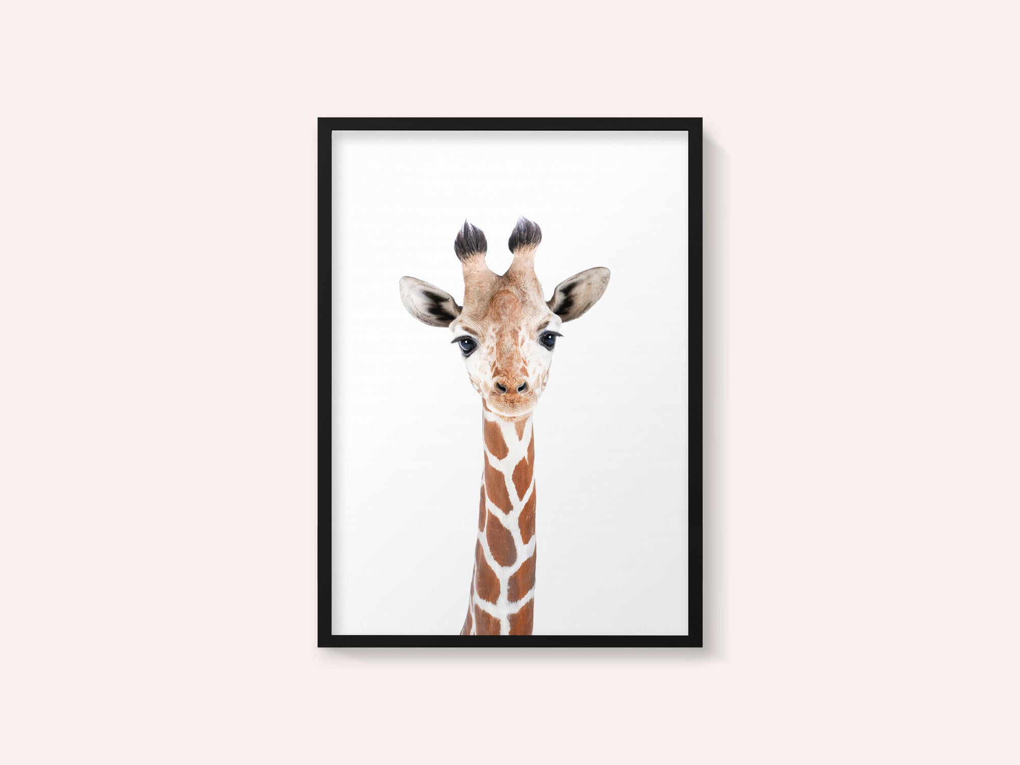 Baby Giraffe