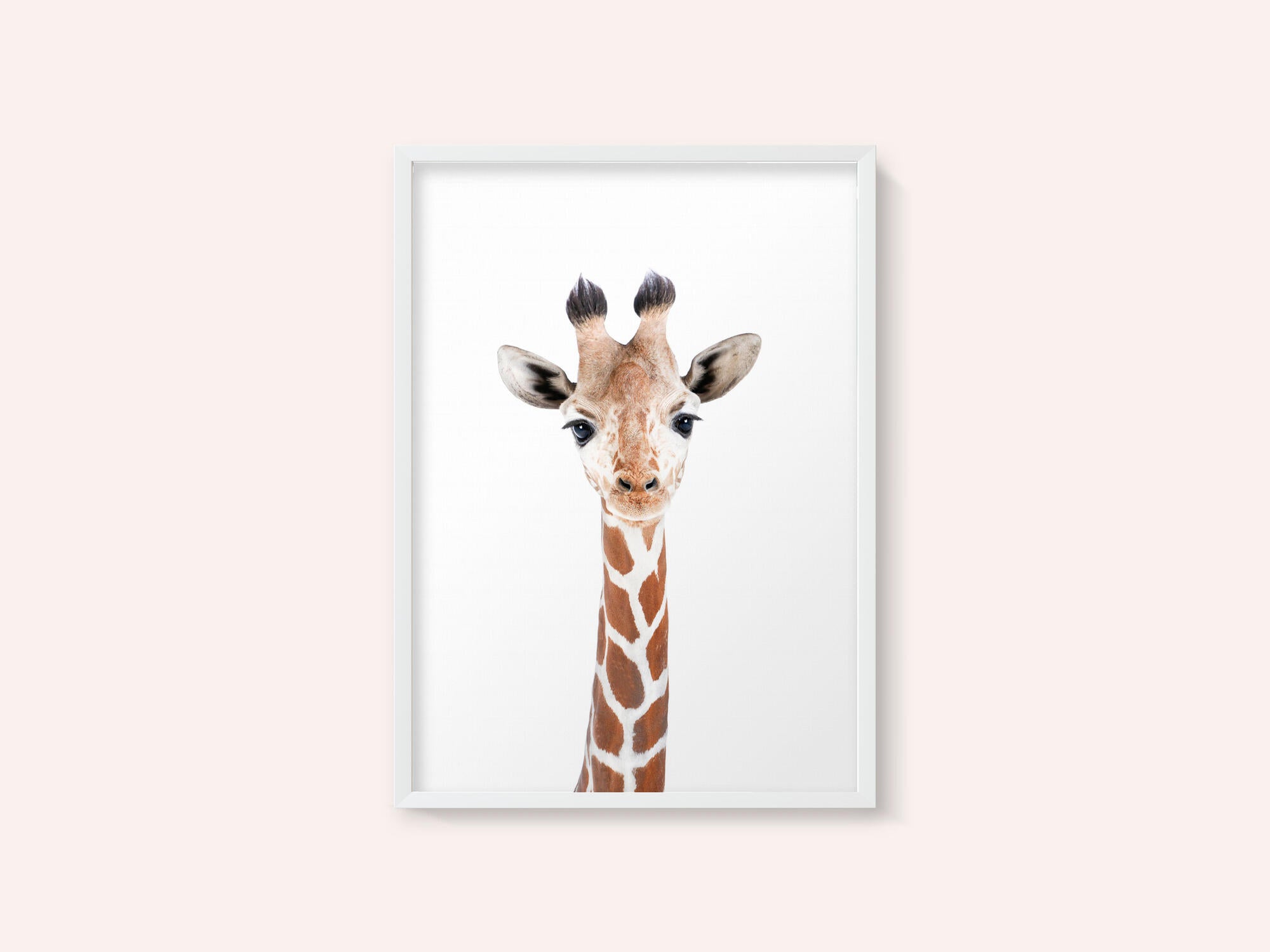 Baby Giraffe
