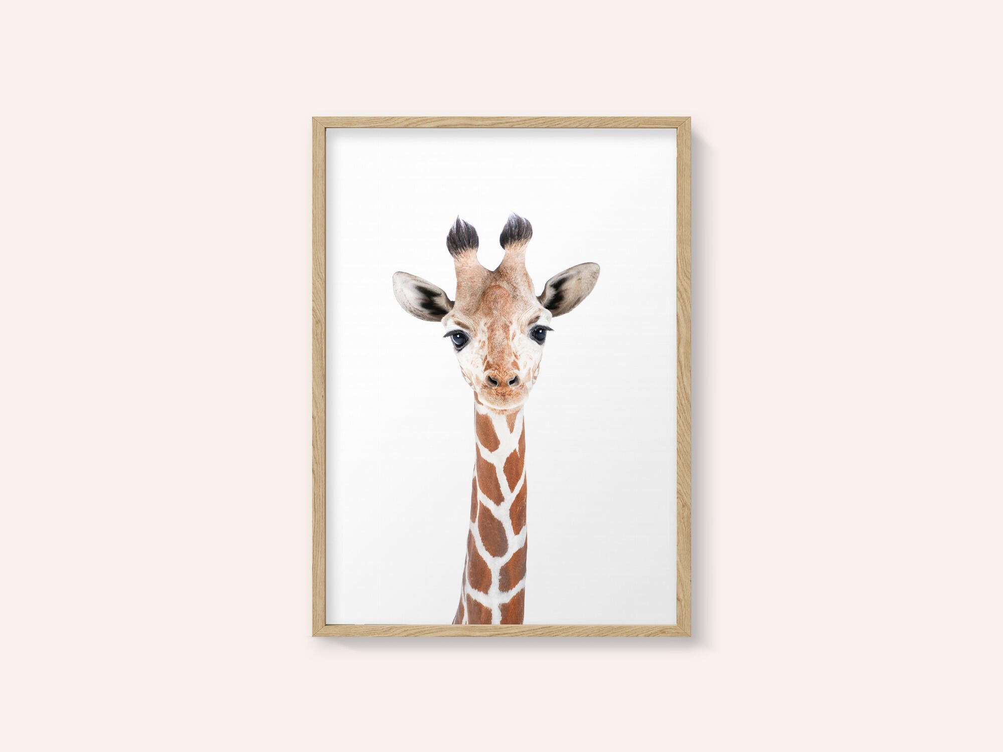 Baby Giraffe