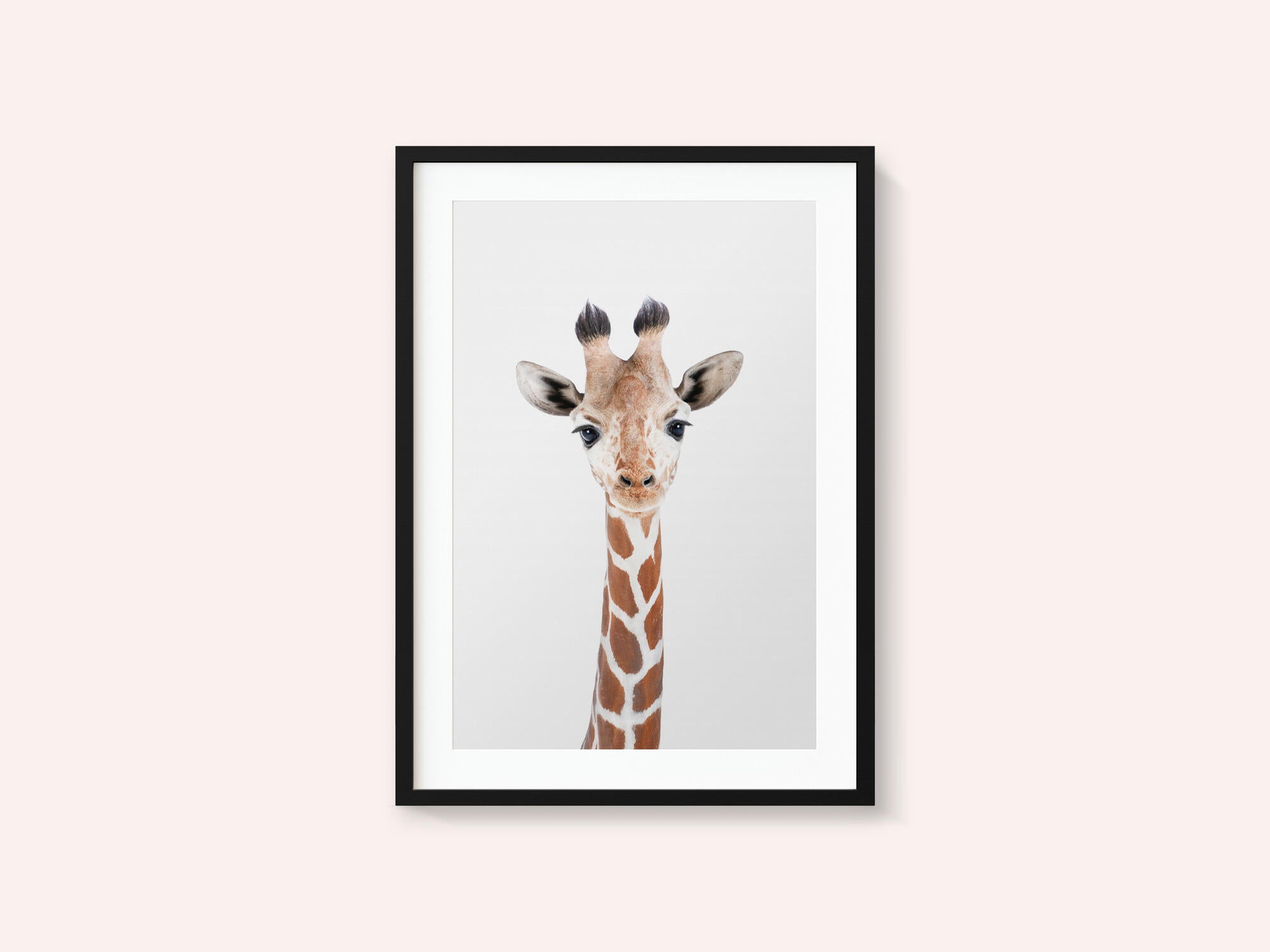 Baby Giraffe