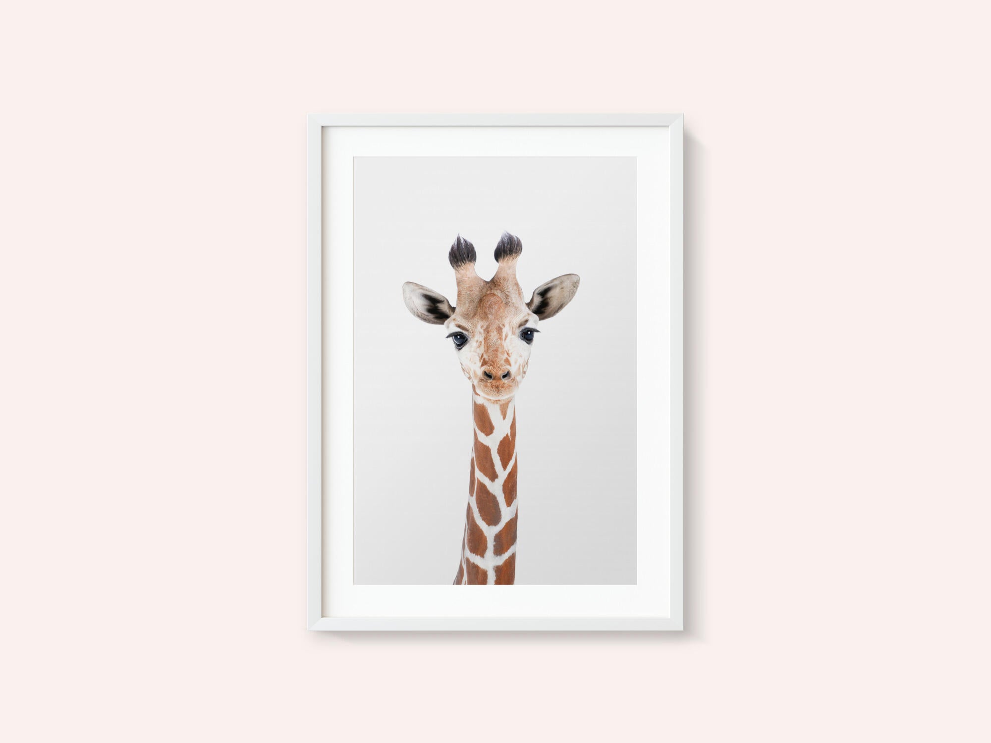 Baby Giraffe