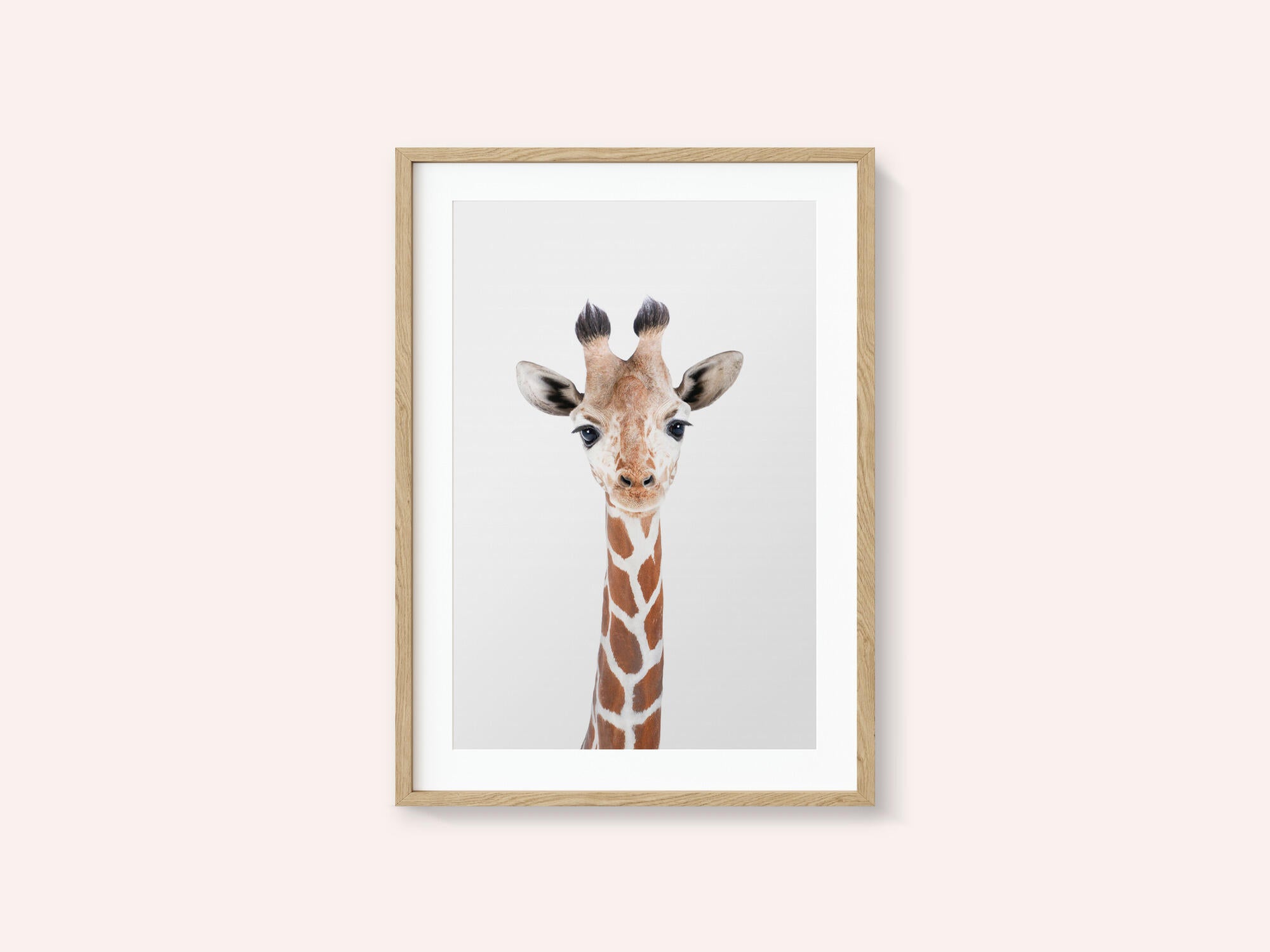 Baby Giraffe