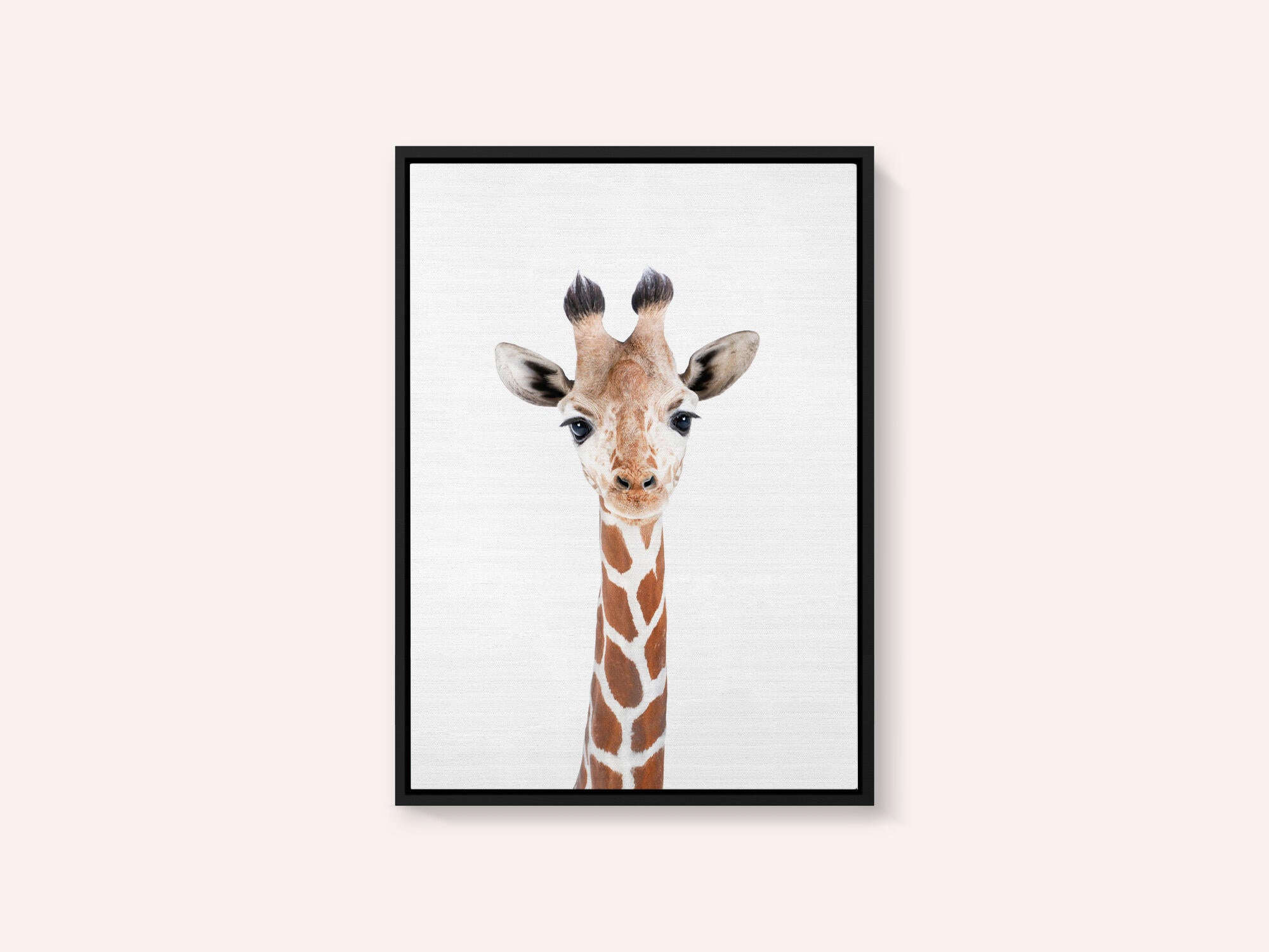 Baby Giraffe