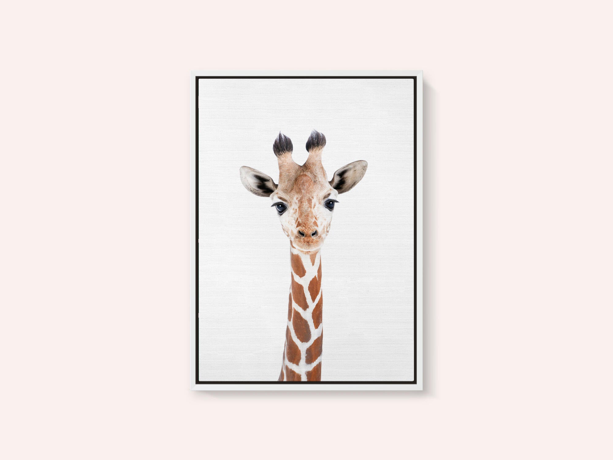 Baby Giraffe