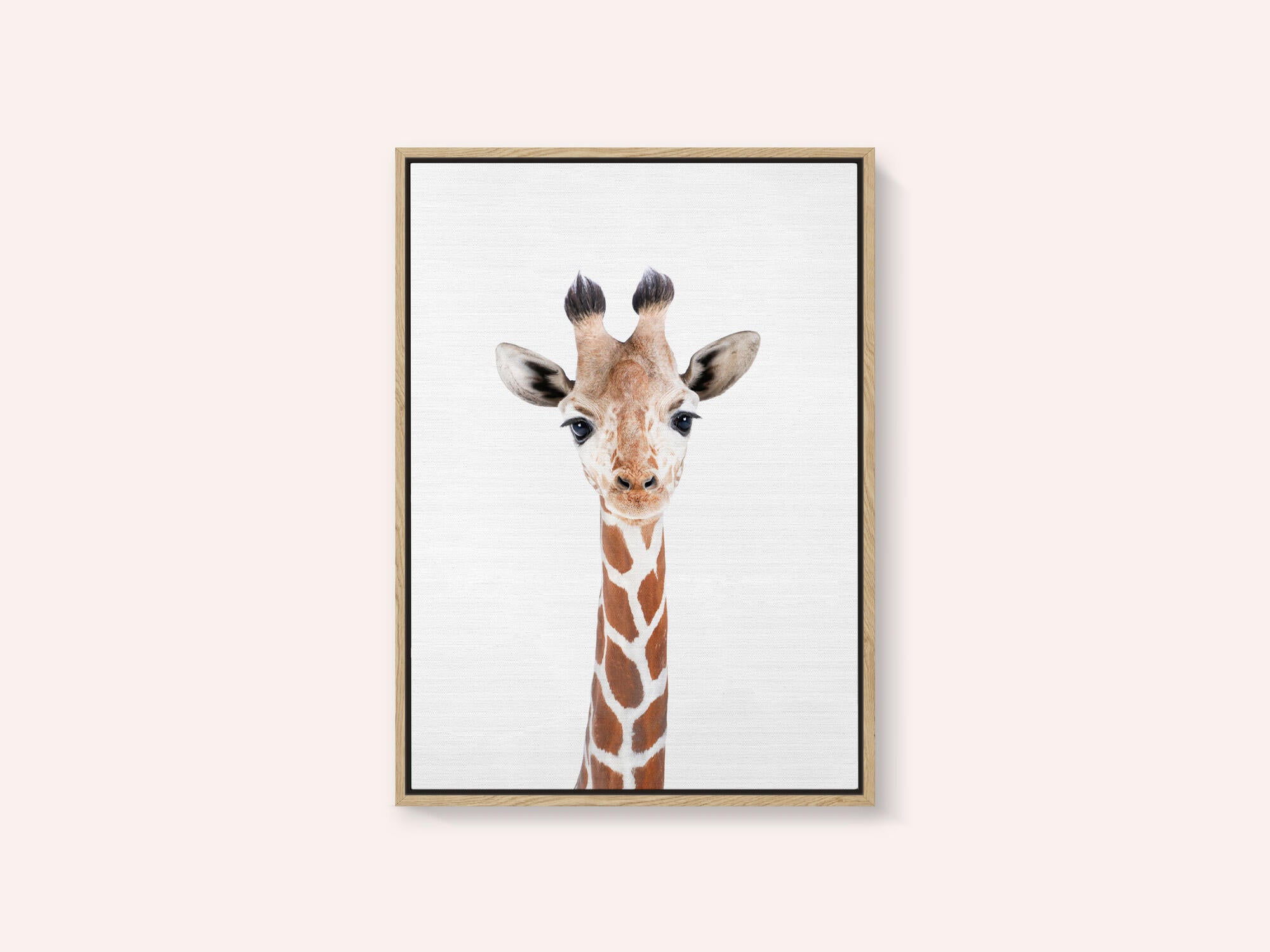 Baby Giraffe